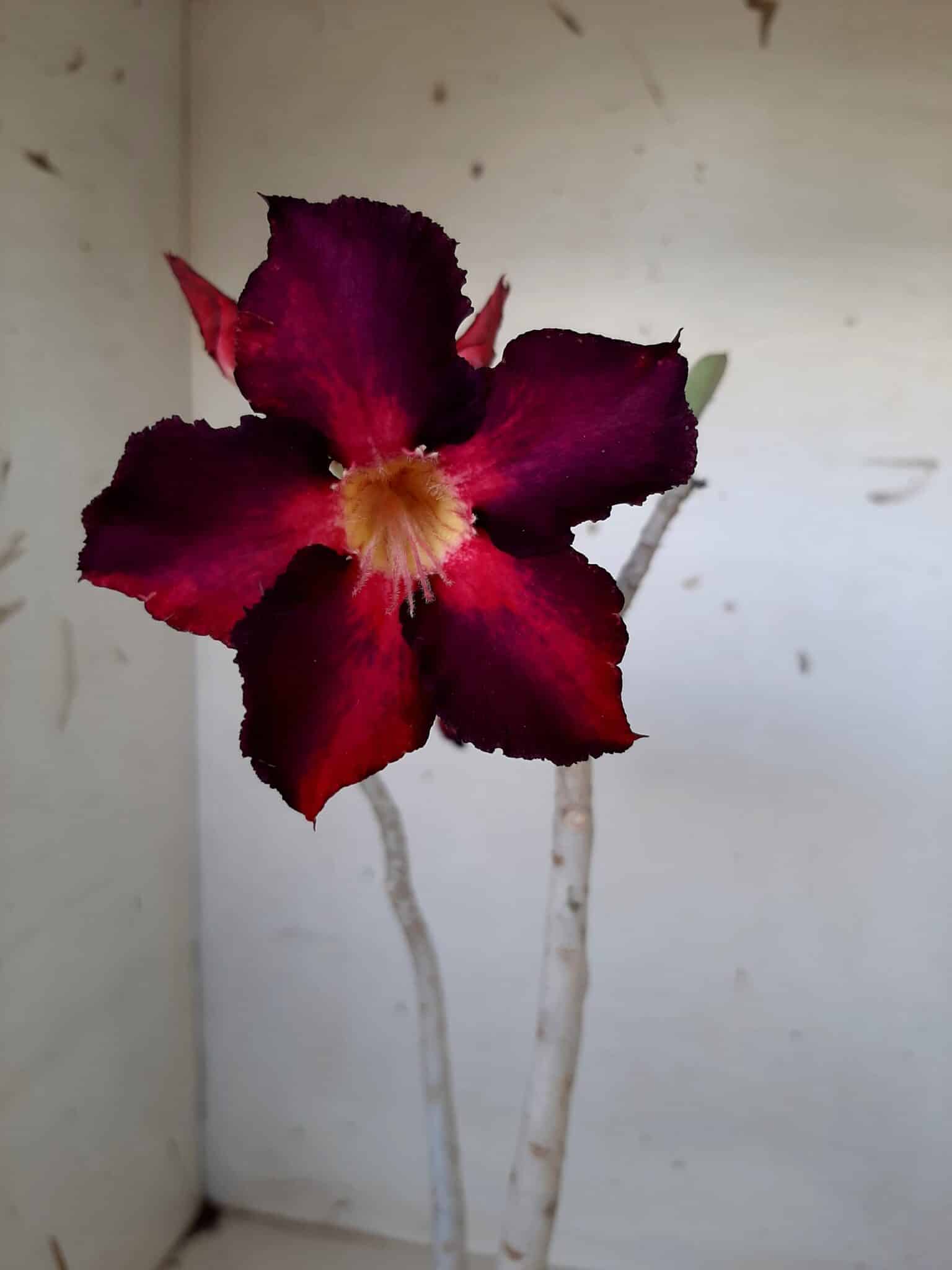 Planta Simples 1492 – 30cm – 1 ano