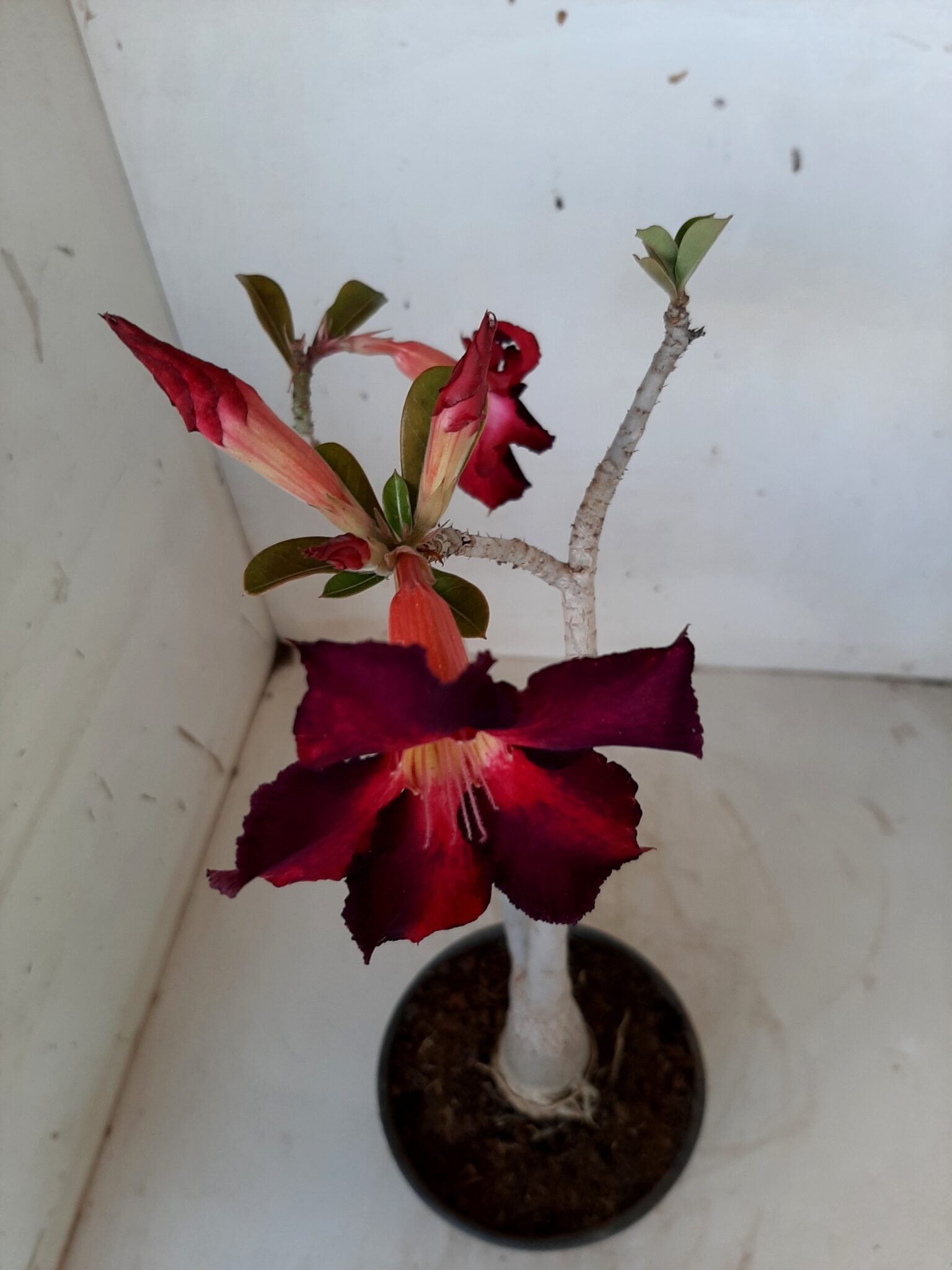 Planta Simples 1492 – 30cm – 1 ano