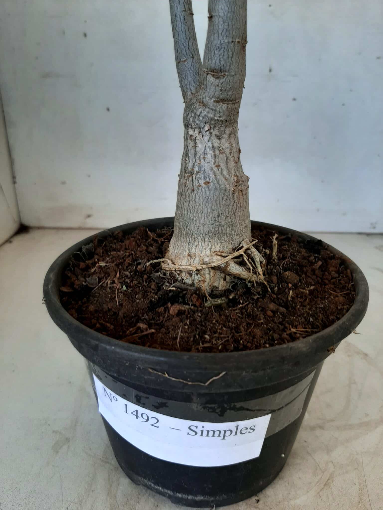 Planta Simples 1492 – 30cm – 1 ano
