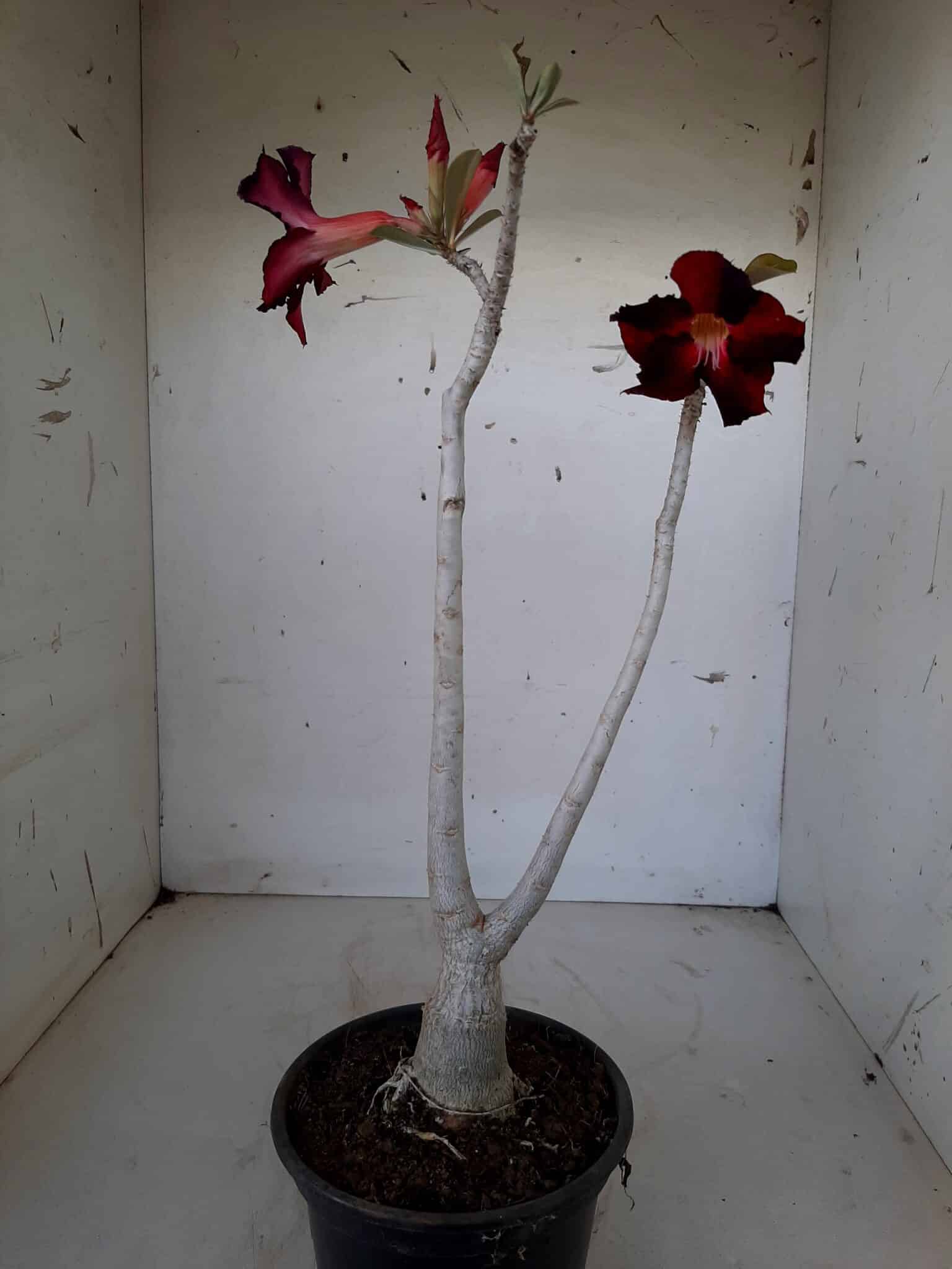Planta Simples 1492 – 30cm – 1 ano