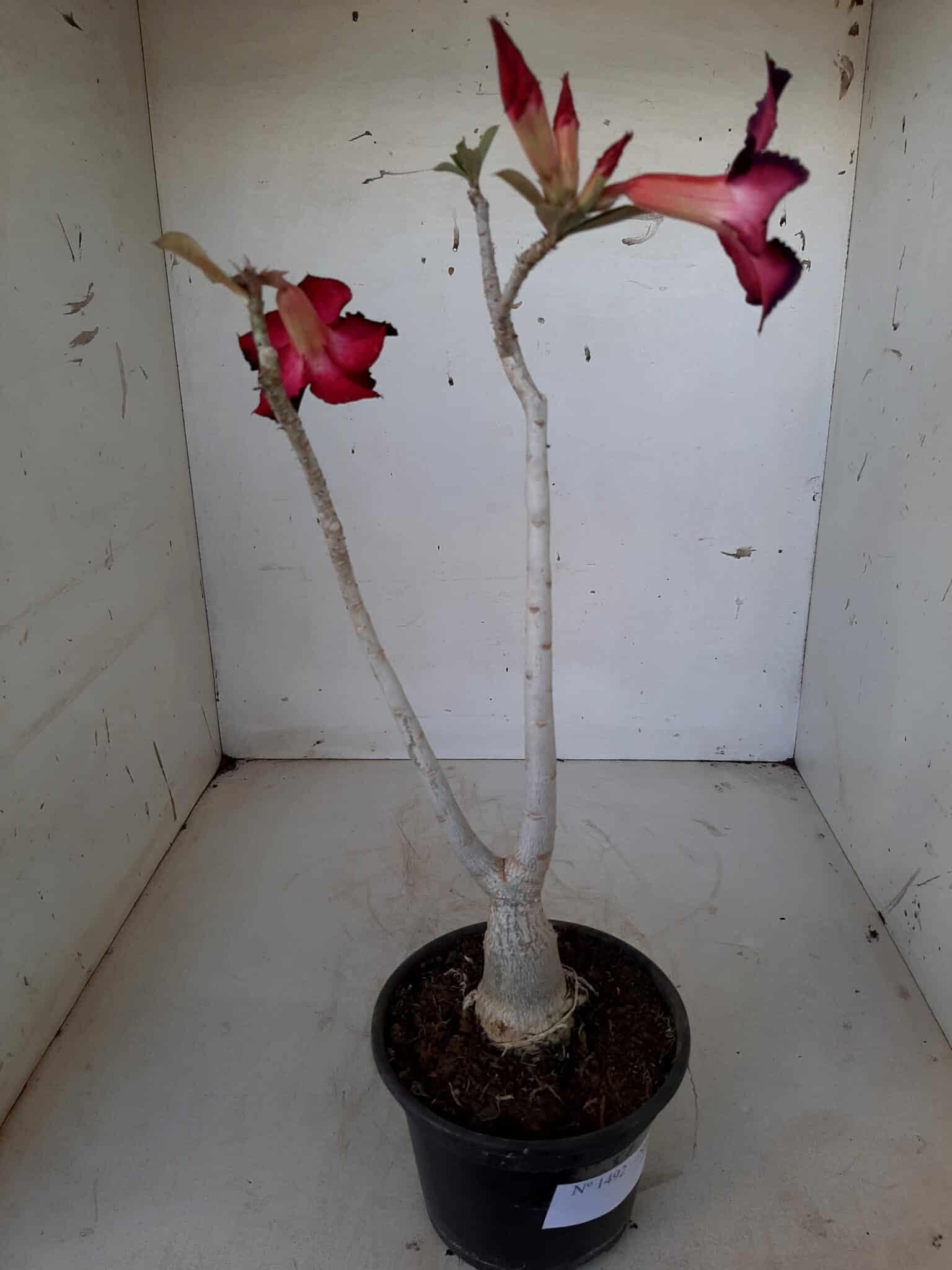 Planta Simples 1492 – 30cm – 1 ano