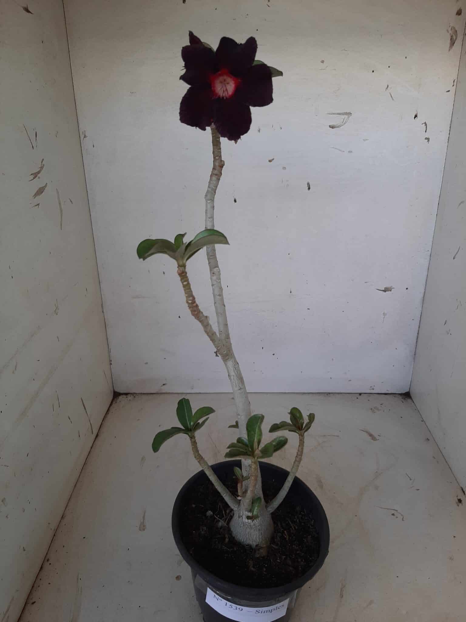 Planta Simples 1539 – 35cm – 02 anos