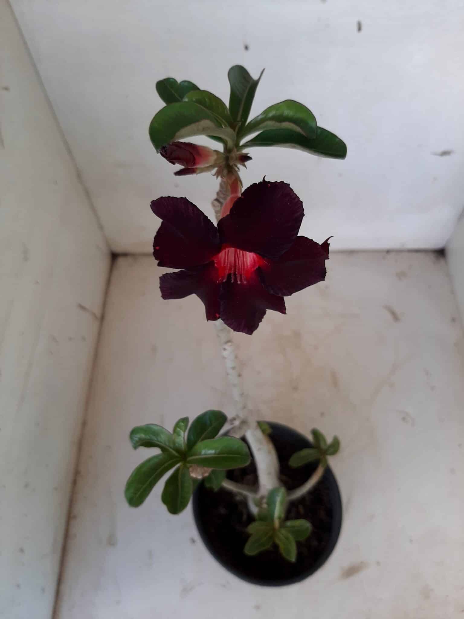 Planta Simples 1539 – 35cm – 02 anos