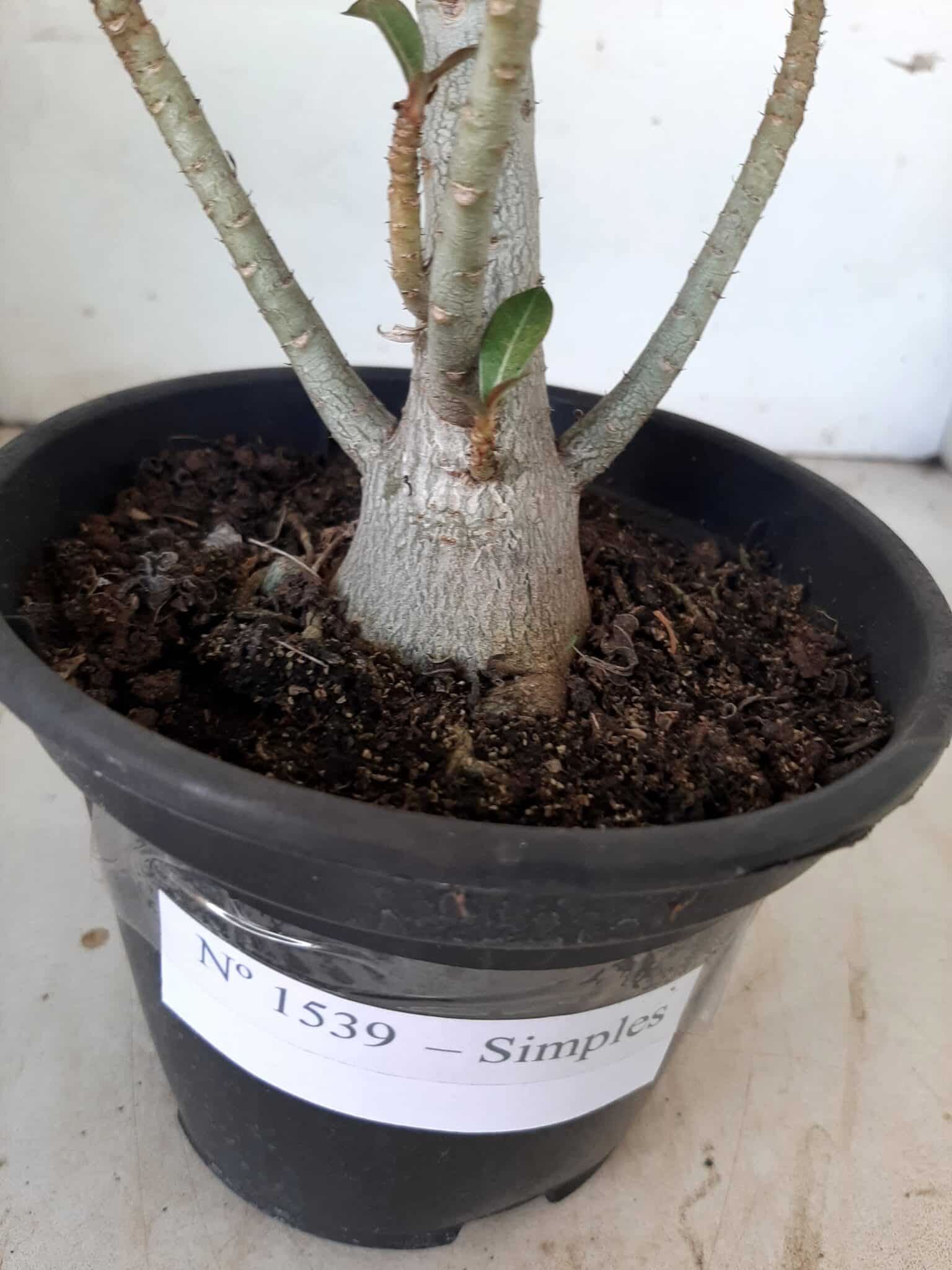Planta Simples 1539 – 35cm – 02 anos