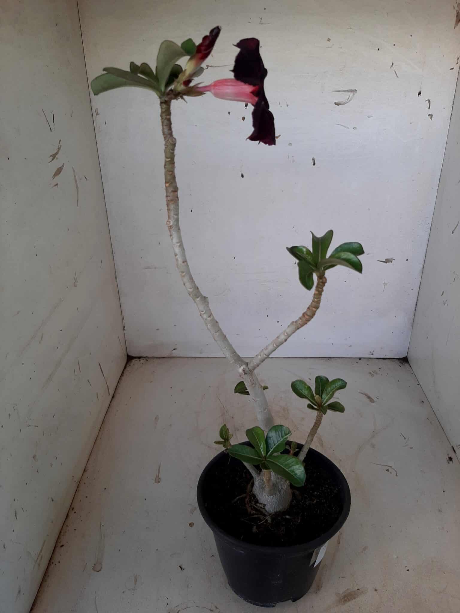 Planta Simples 1539 – 35cm – 02 anos