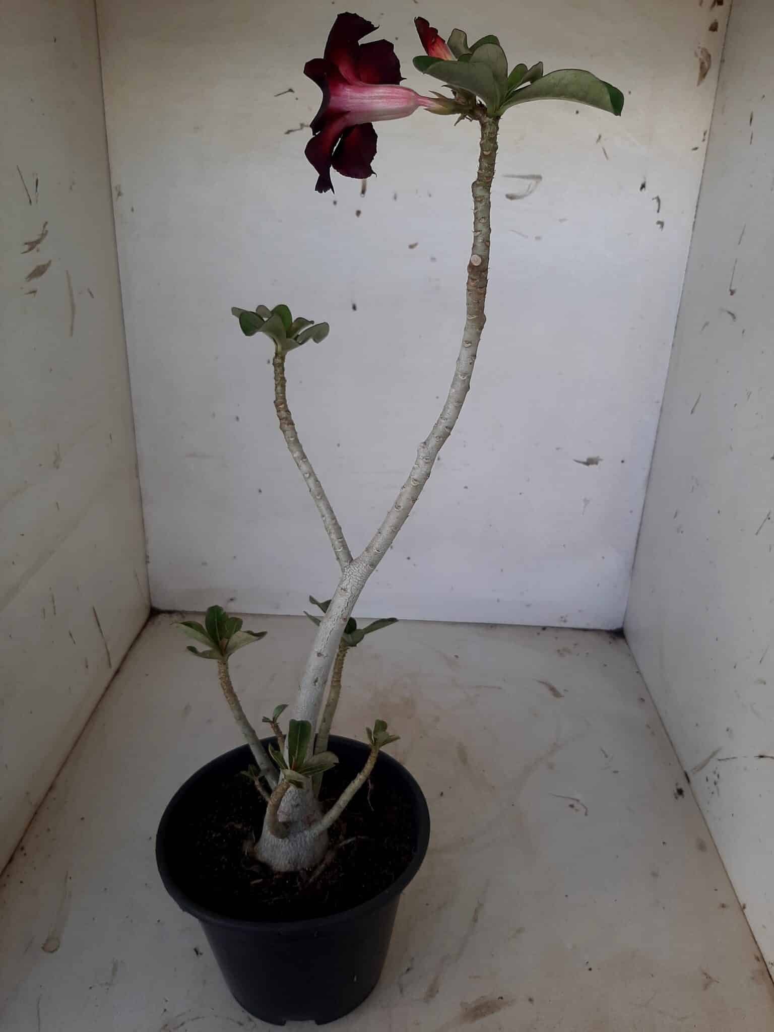 Planta Simples 1539 – 35cm – 02 anos