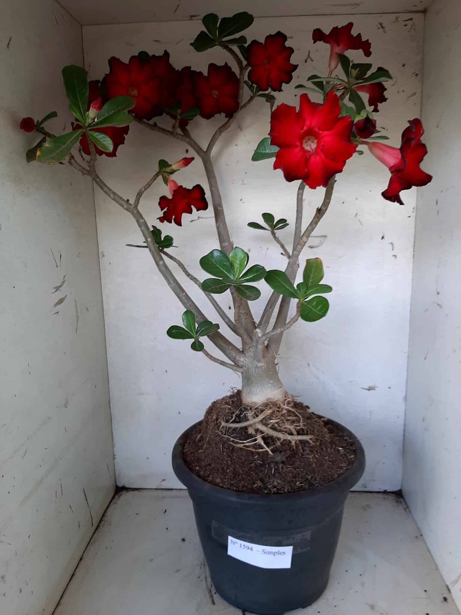 Planta Simples 1594 – 60cm – 04 anos