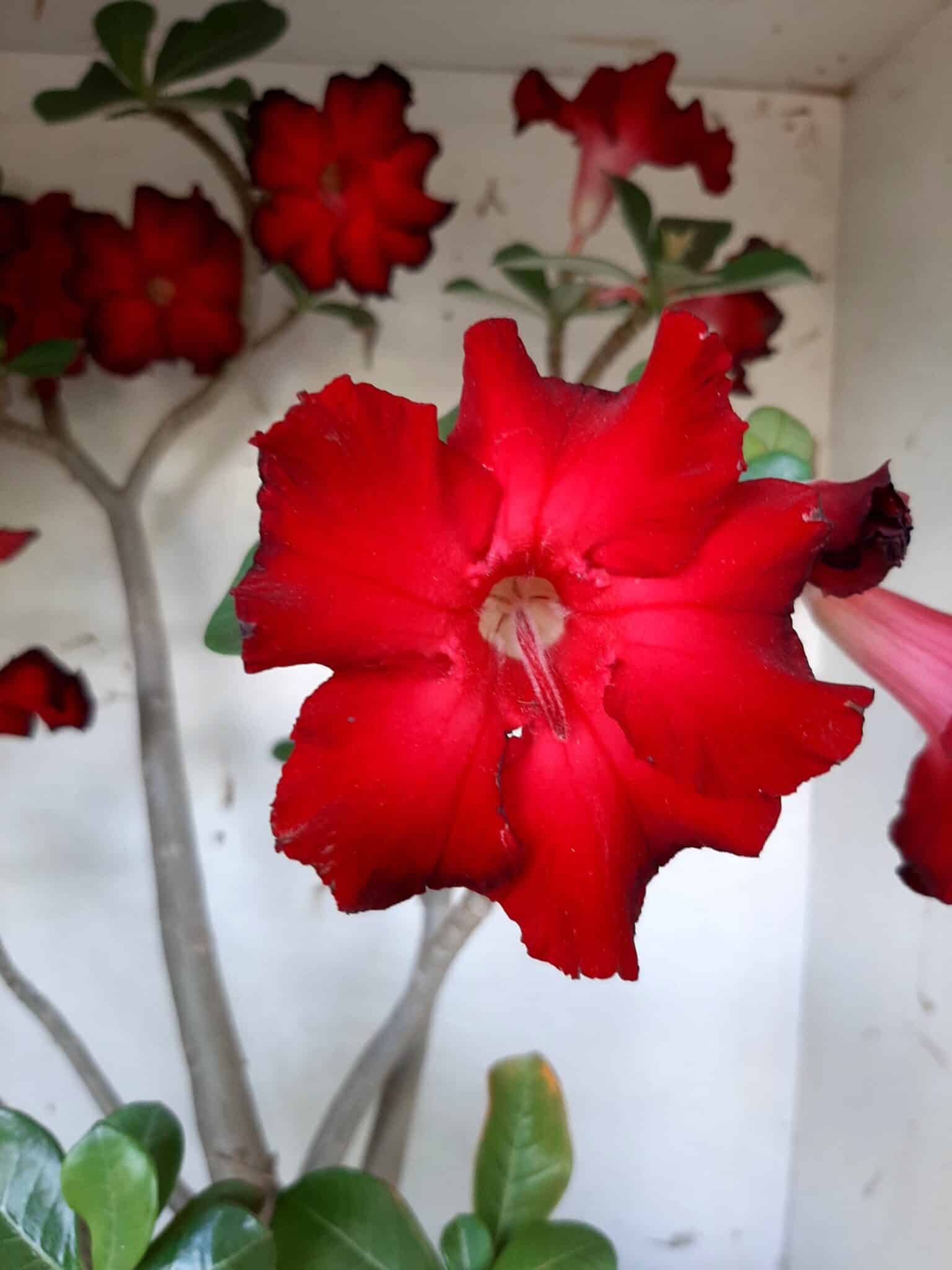 Planta Simples 1594 – 60cm – 04 anos