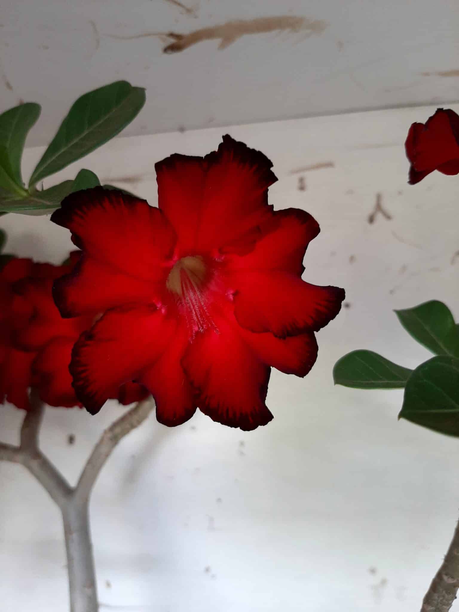 Planta Simples 1594 – 60cm – 04 anos