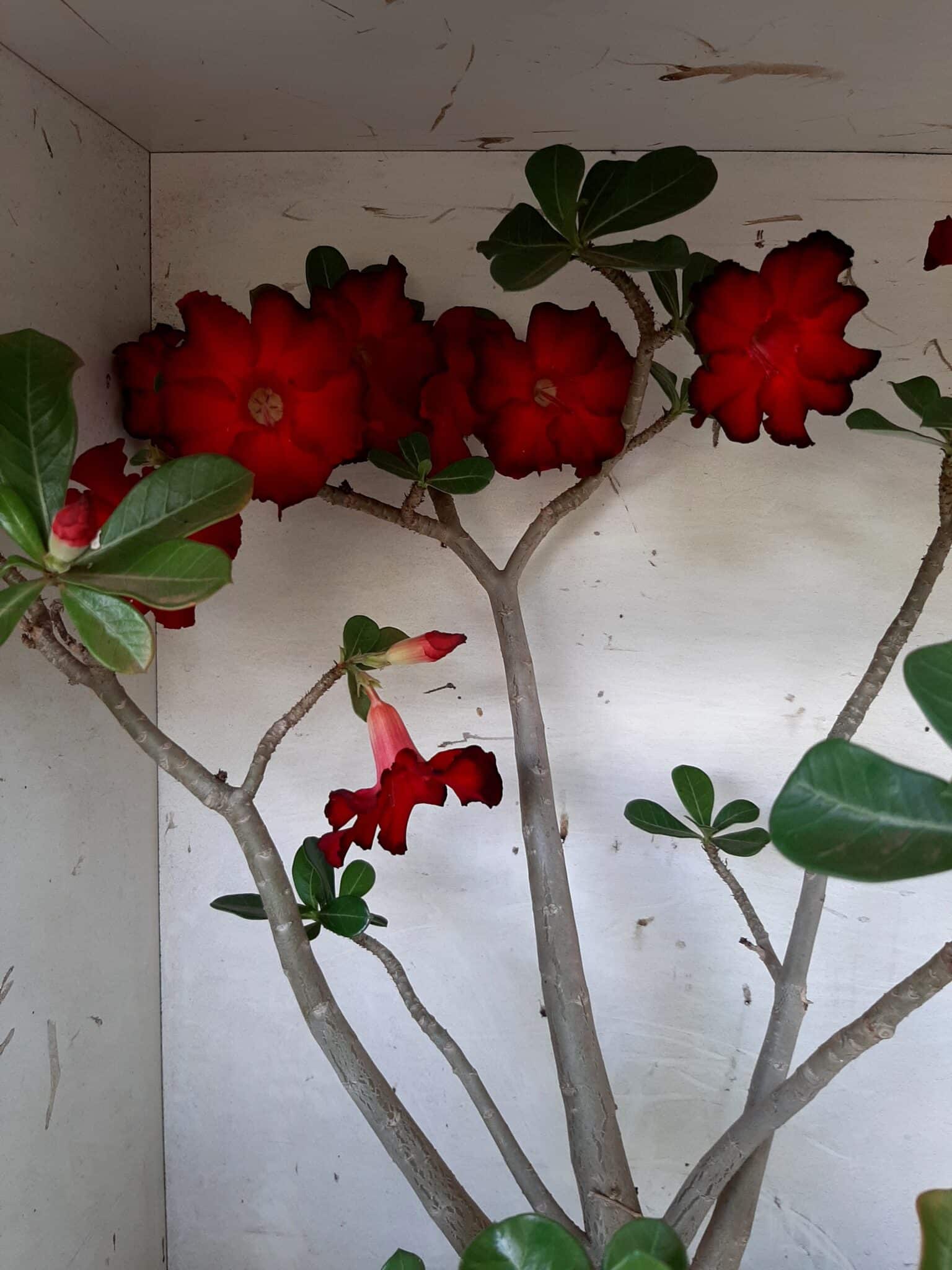 Planta Simples 1594 – 60cm – 04 anos