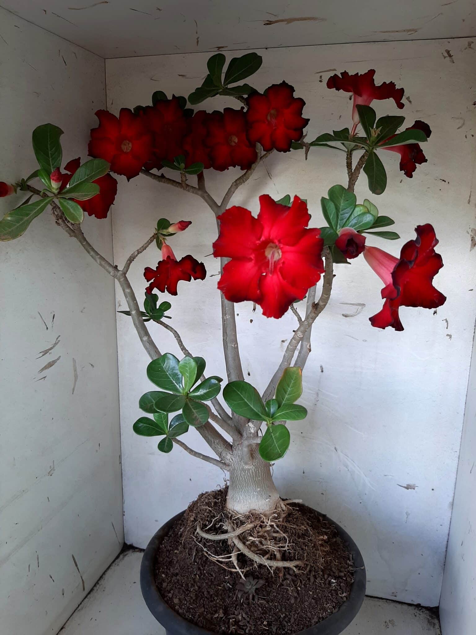 Planta Simples 1594 – 60cm – 04 anos