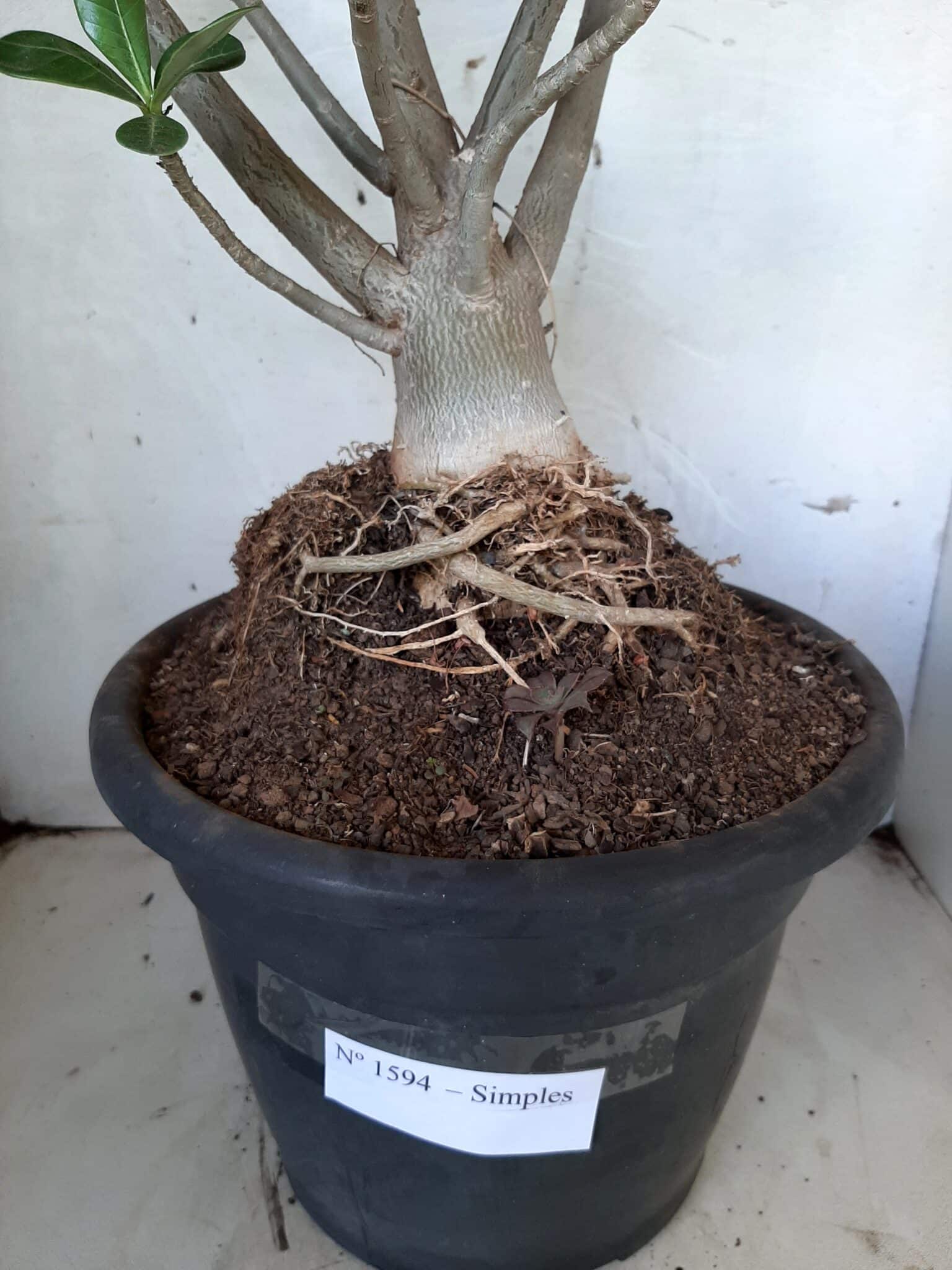 Planta Simples 1594 – 60cm – 04 anos