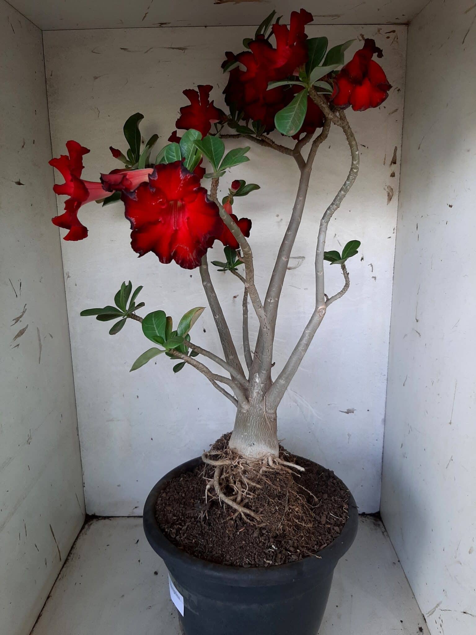 Planta Simples 1594 – 60cm – 04 anos