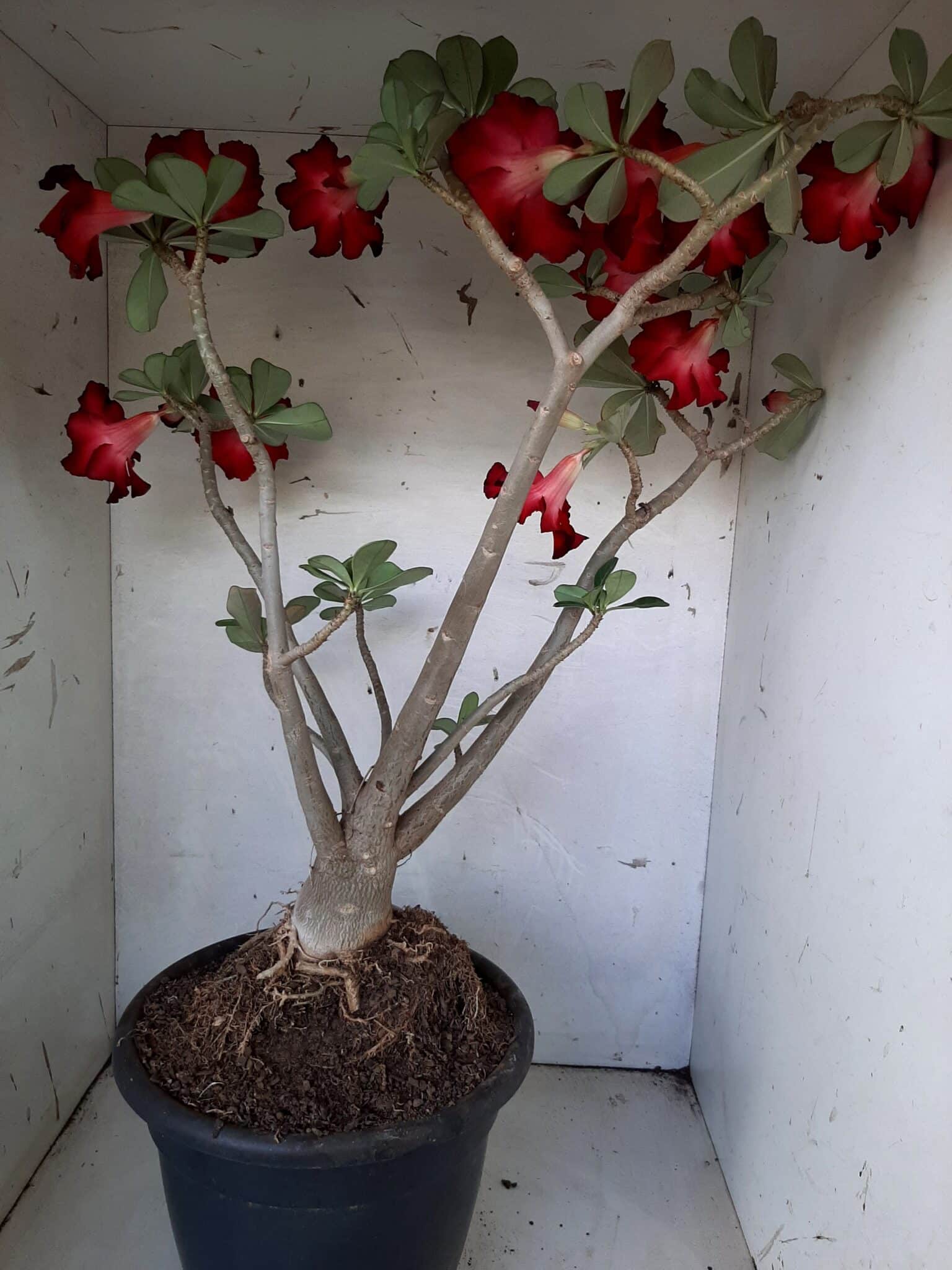 Planta Simples 1594 – 60cm – 04 anos