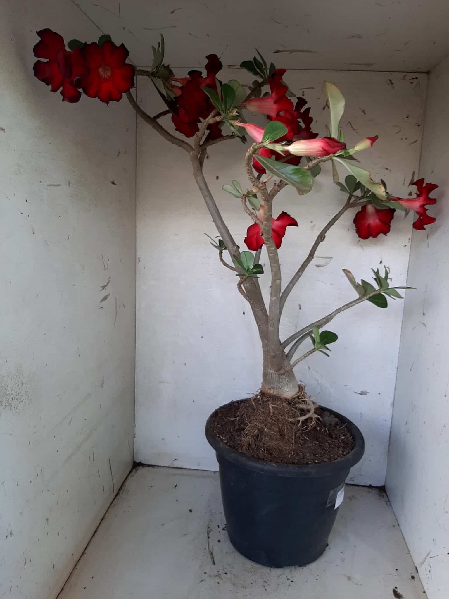 Planta Simples 1594 – 60cm – 04 anos