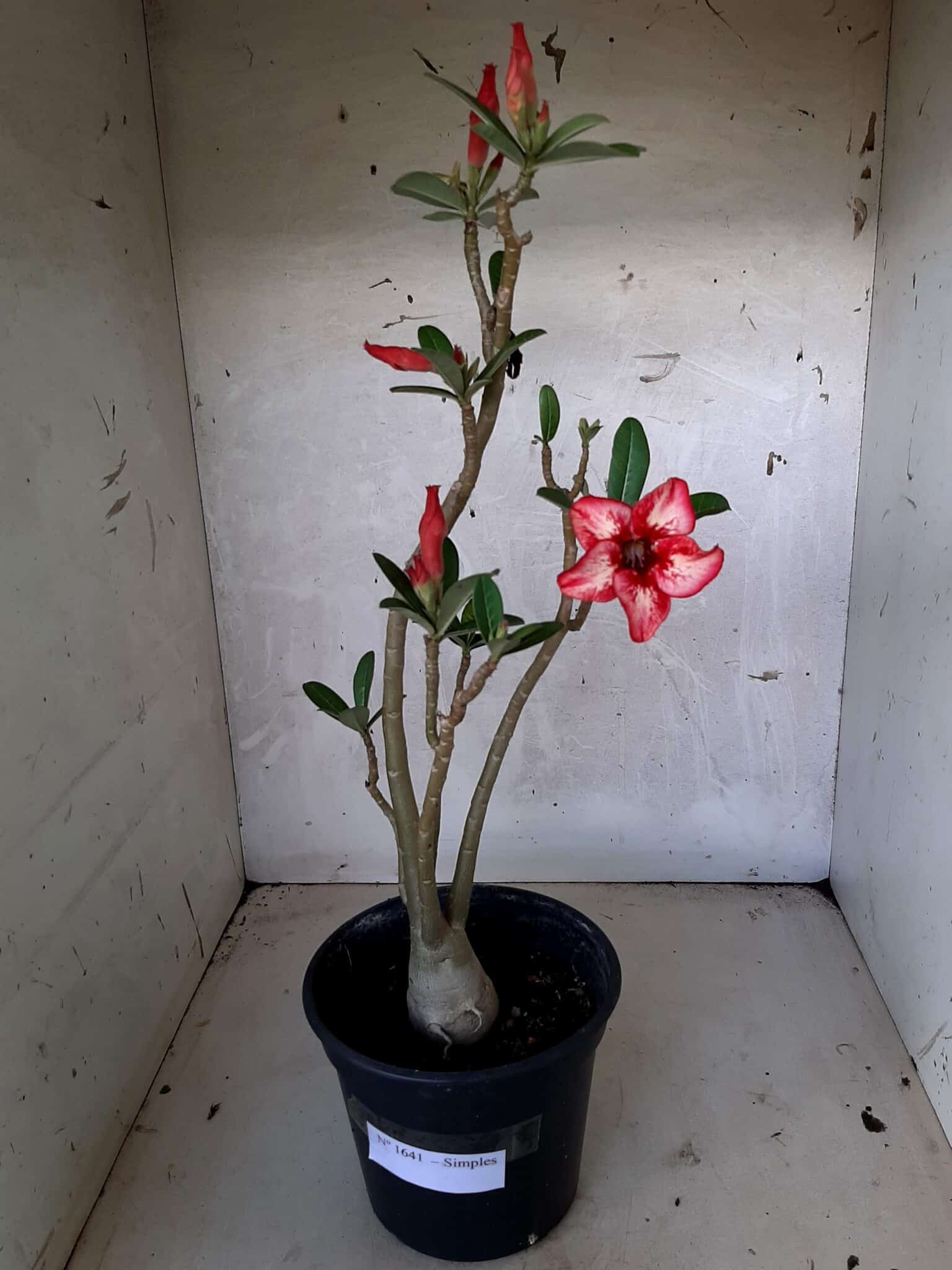 Planta Simples 1641 – 30cm – 01 ano
