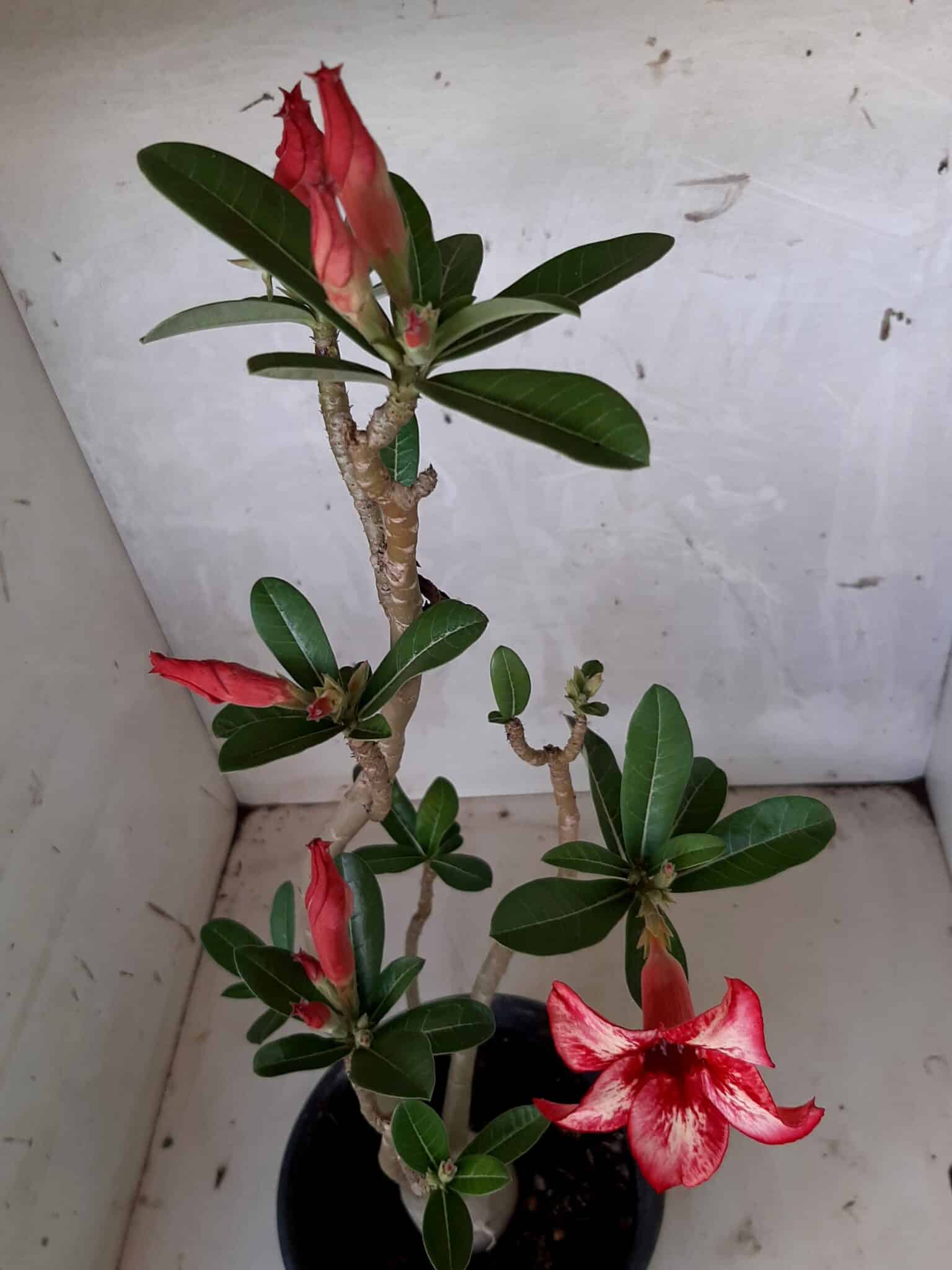 Planta Simples 1641 – 30cm – 01 ano