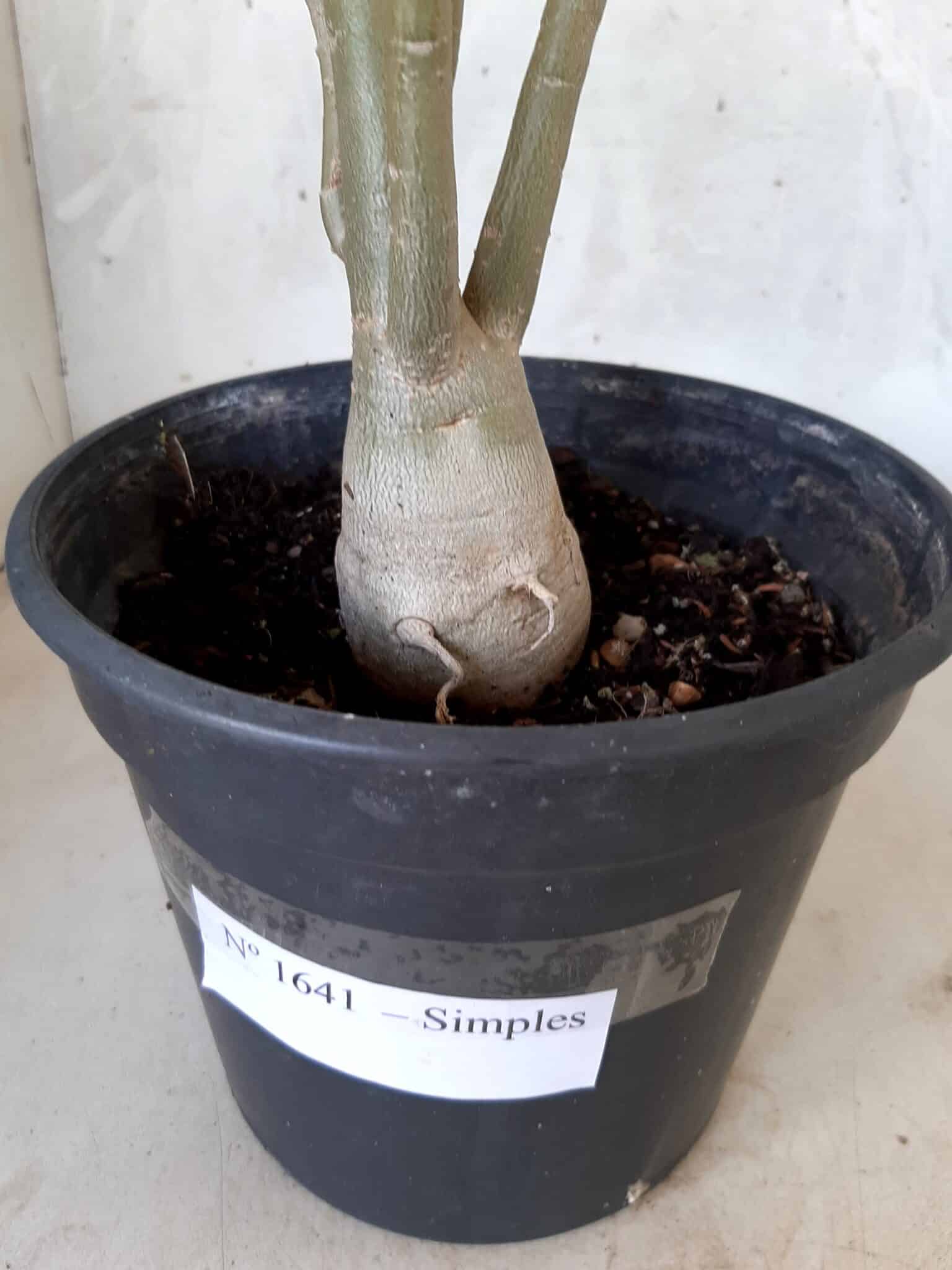 Planta Simples 1641 – 30cm – 01 ano