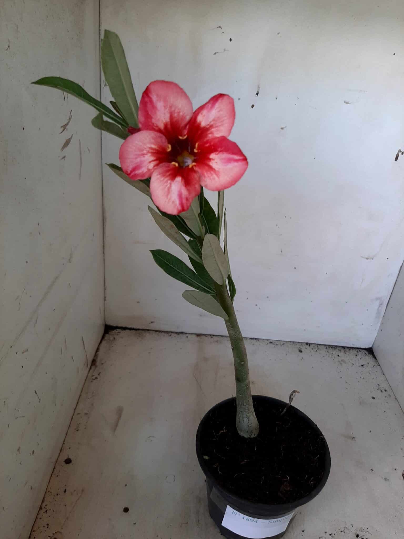 Planta Simples 1894 – 25cm – 09 meses - imagem 2