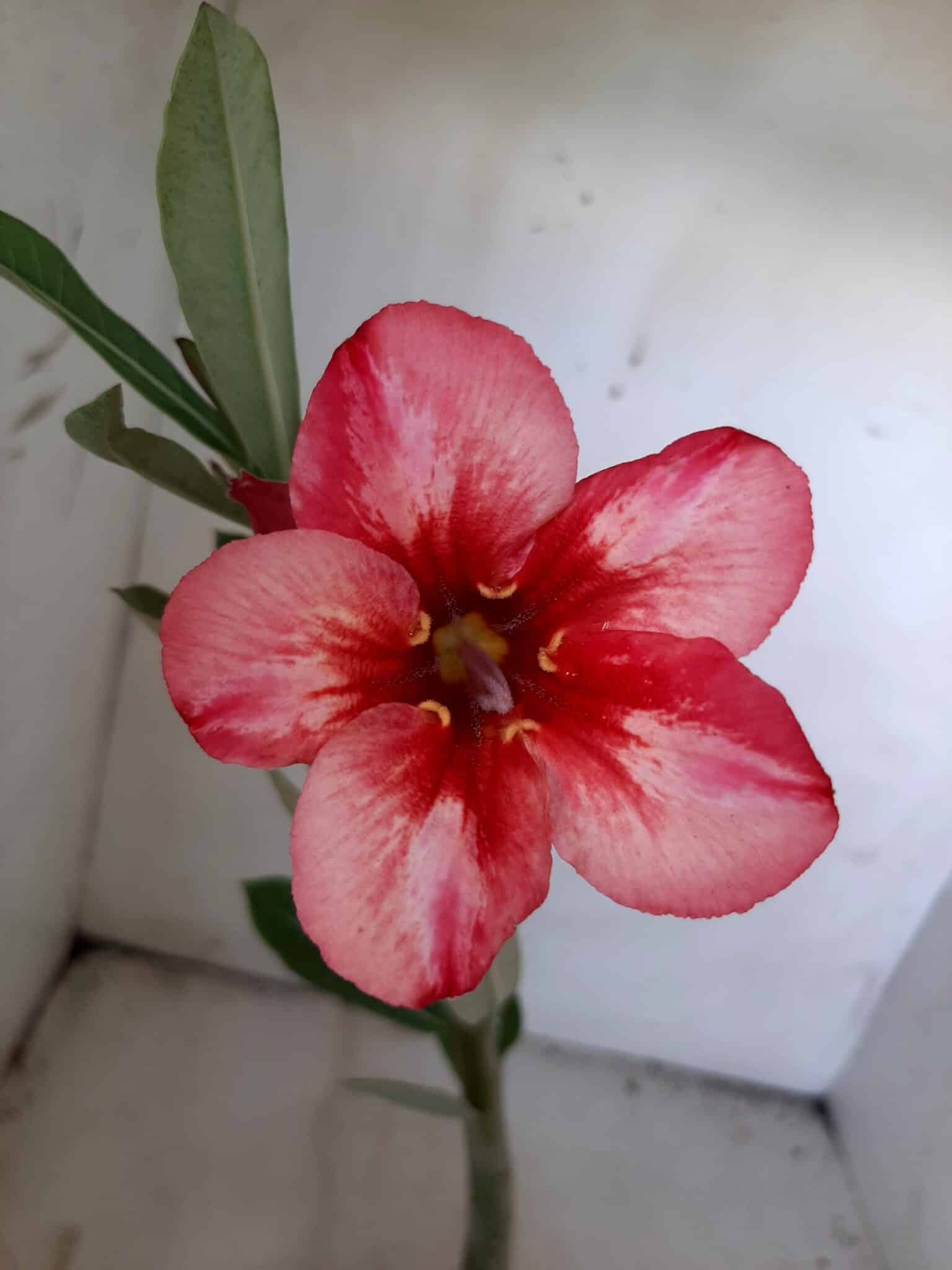 Planta Simples 1894 – 25cm – 09 meses - imagem 3