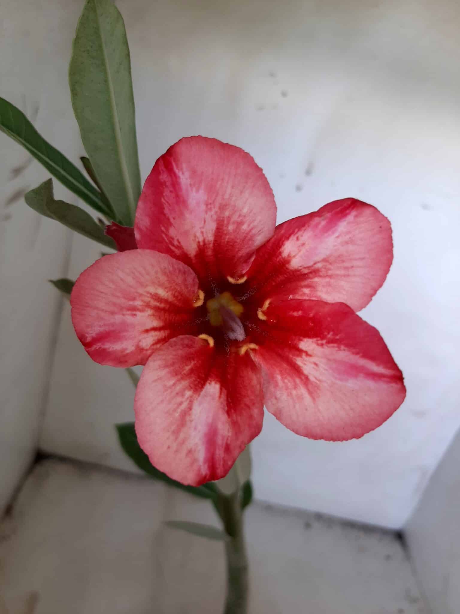 Planta Simples 1894 – 25cm – 09 meses - imagem 5