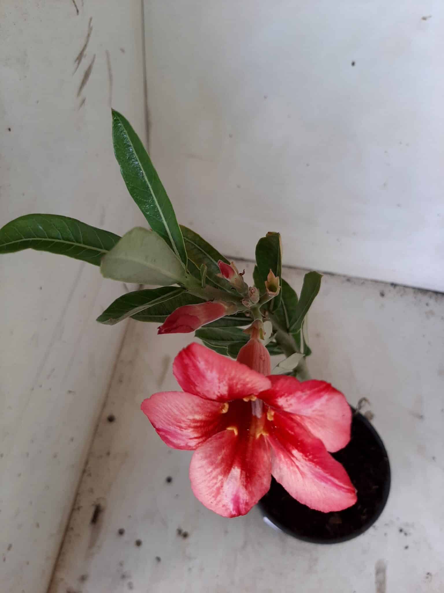 Planta Simples 1894 – 25cm – 09 meses - imagem 4