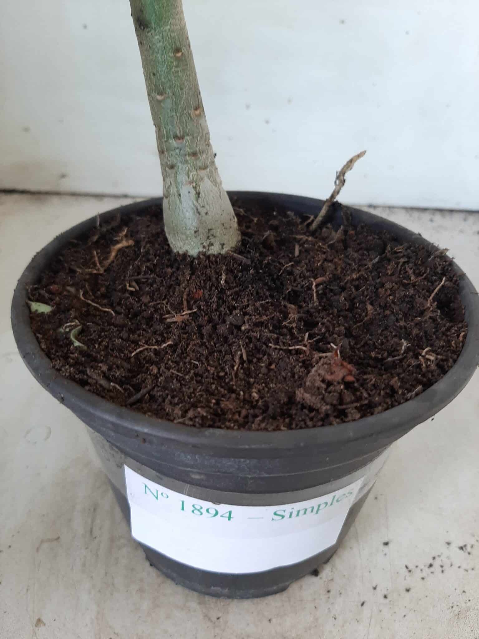 Planta Simples 1894 – 25cm – 09 meses - imagem 7