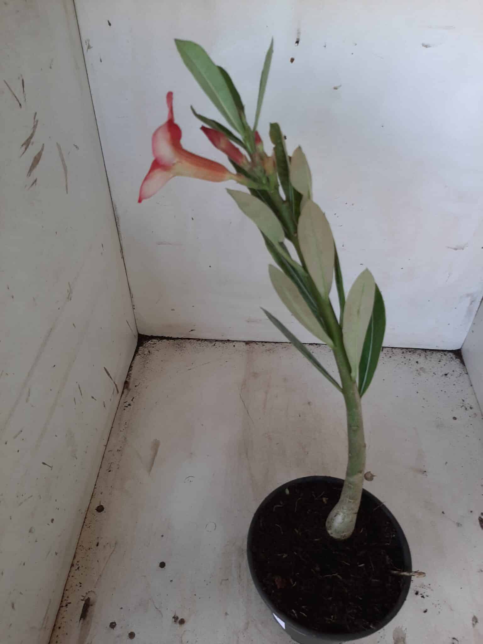 Planta Simples 1894 – 25cm – 09 meses - imagem 6
