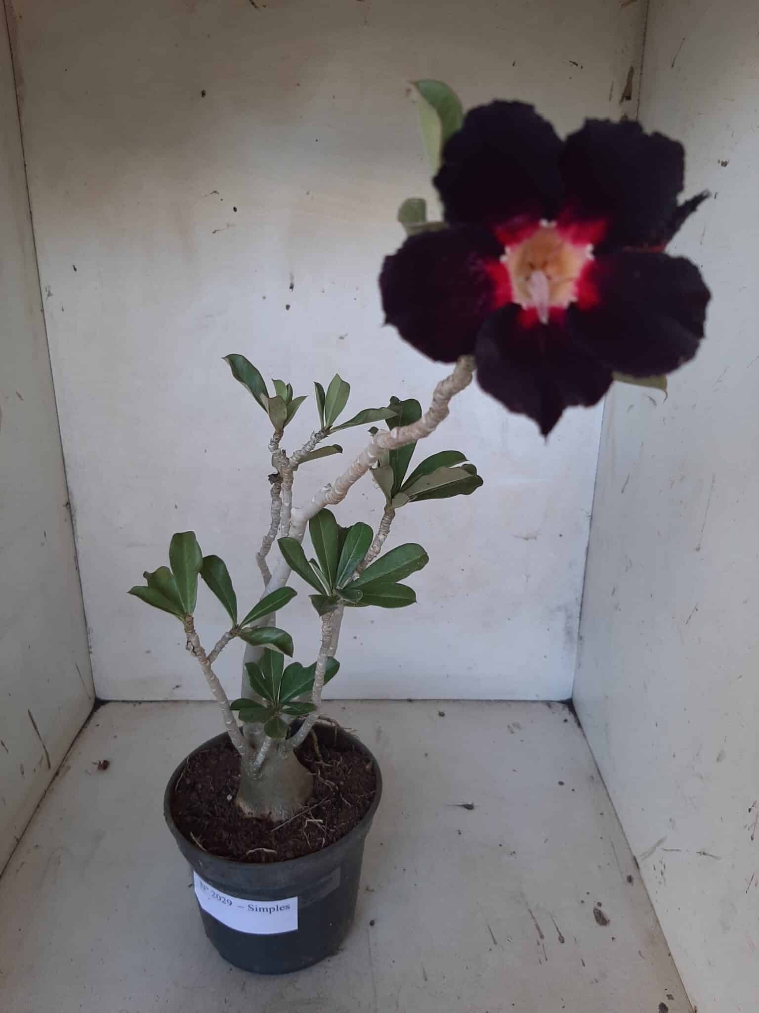 Planta Simples 2029 – 30cm – 02 anos