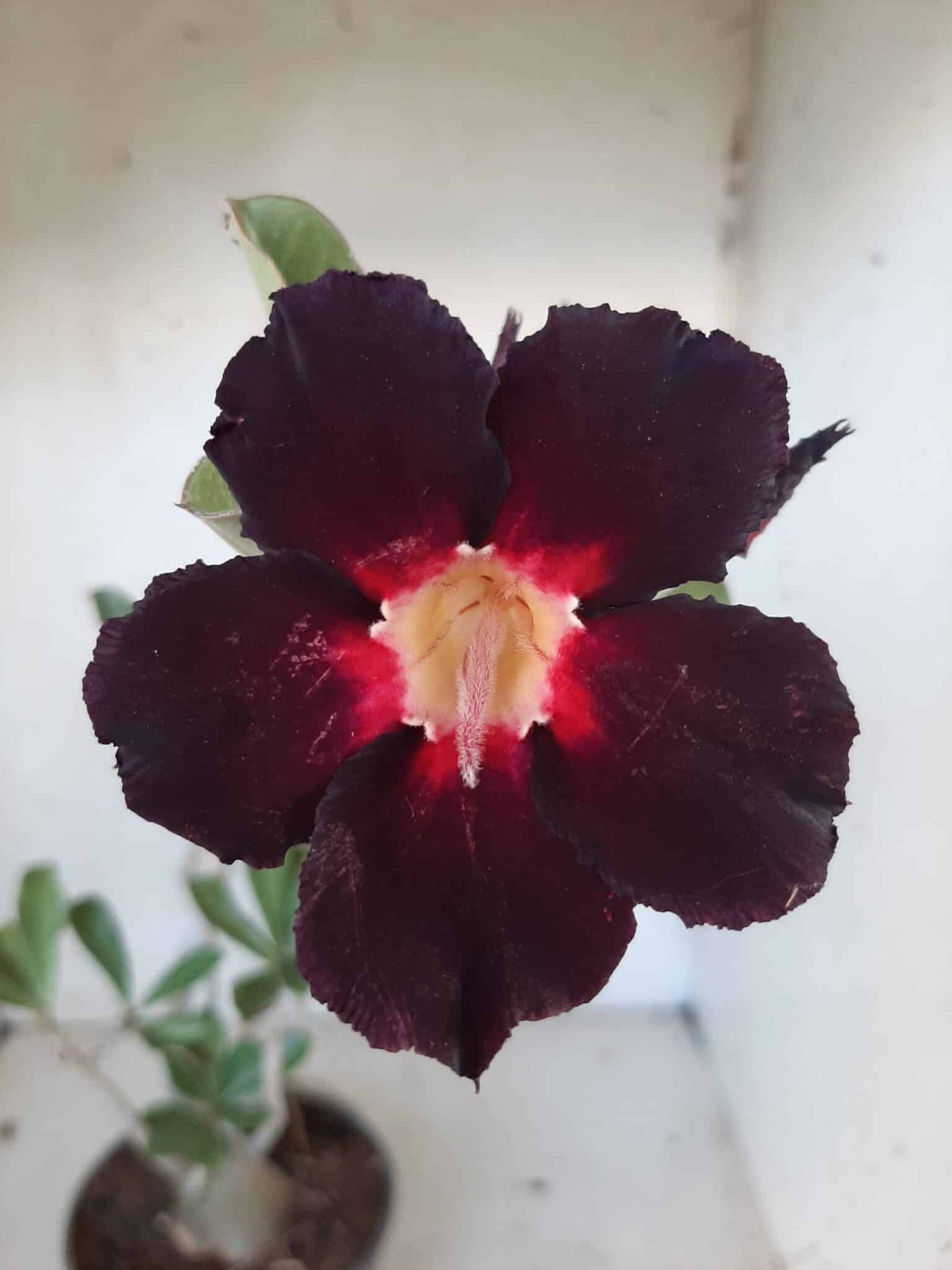 Planta Simples 2029 – 30cm – 02 anos