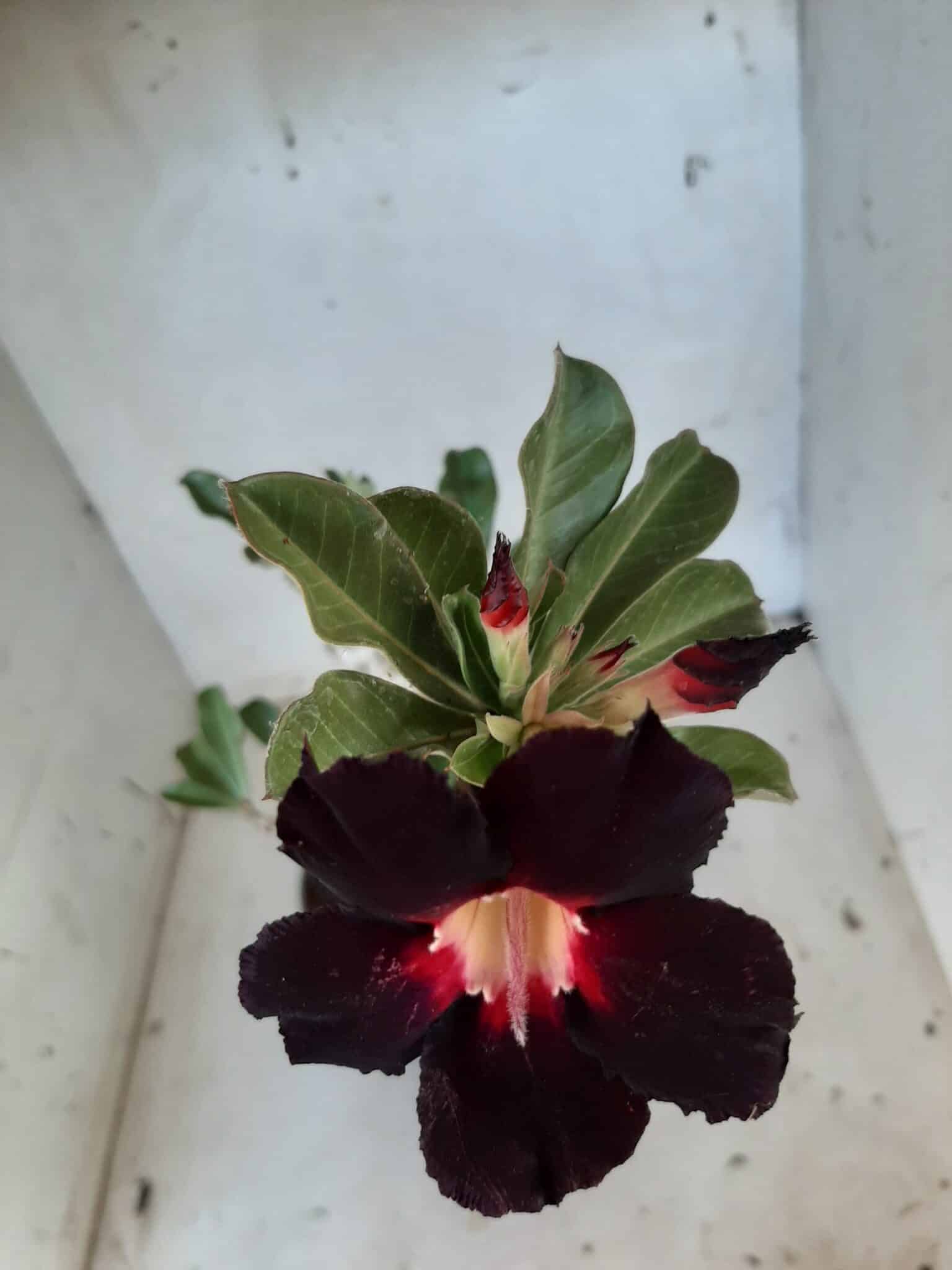 Planta Simples 2029 – 30cm – 02 anos