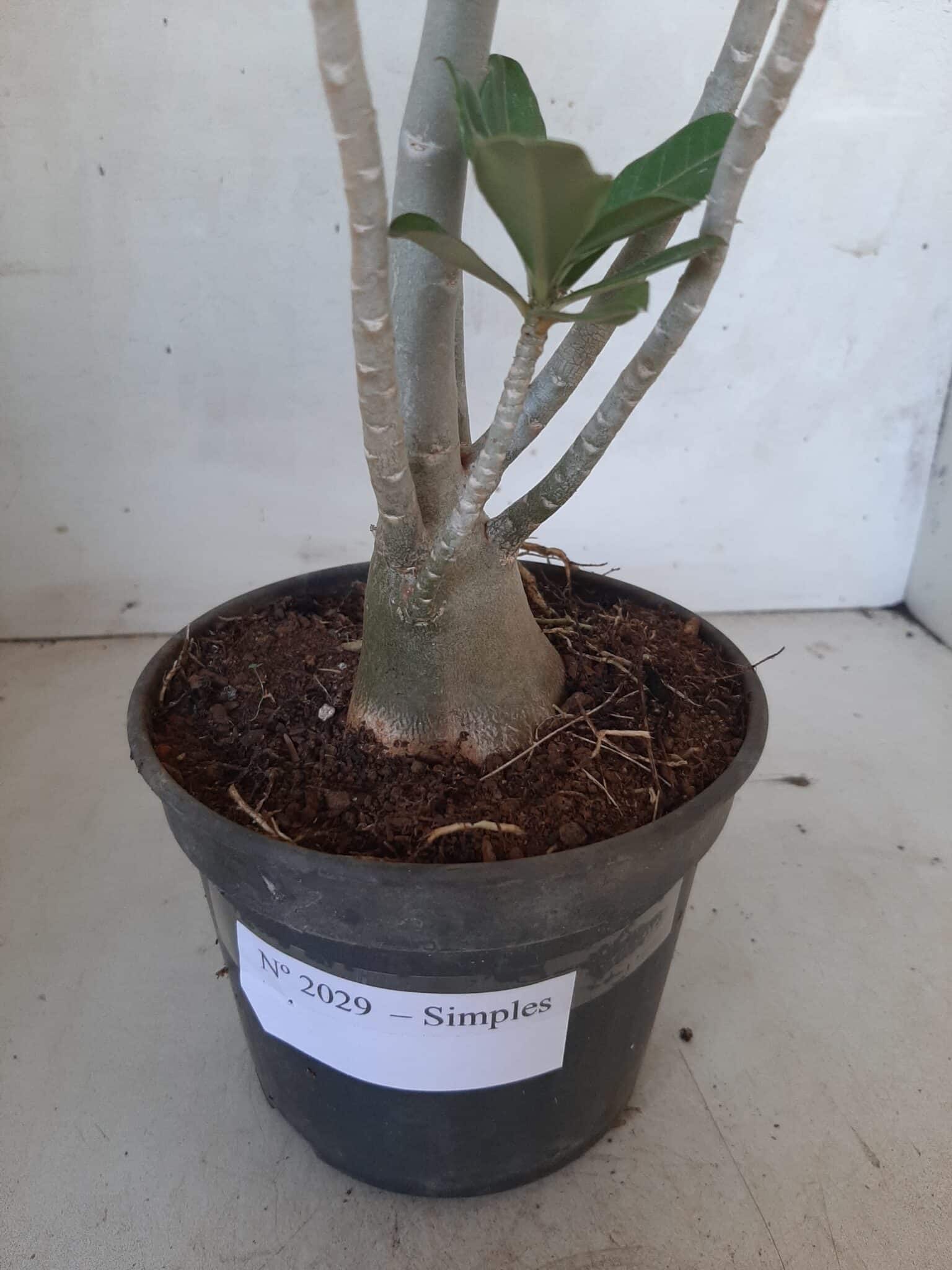 Planta Simples 2029 – 30cm – 02 anos