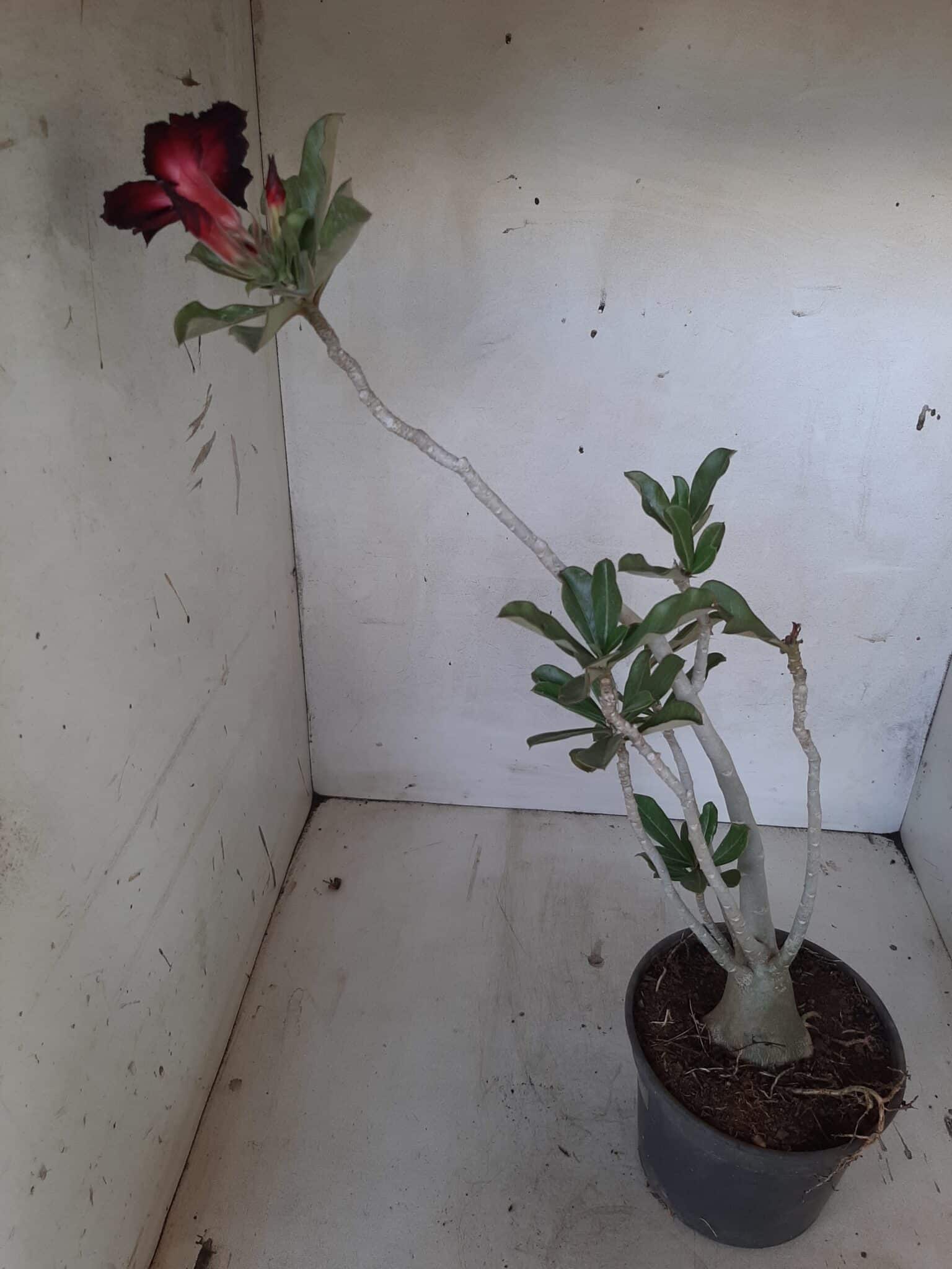 Planta Simples 2029 – 30cm – 02 anos