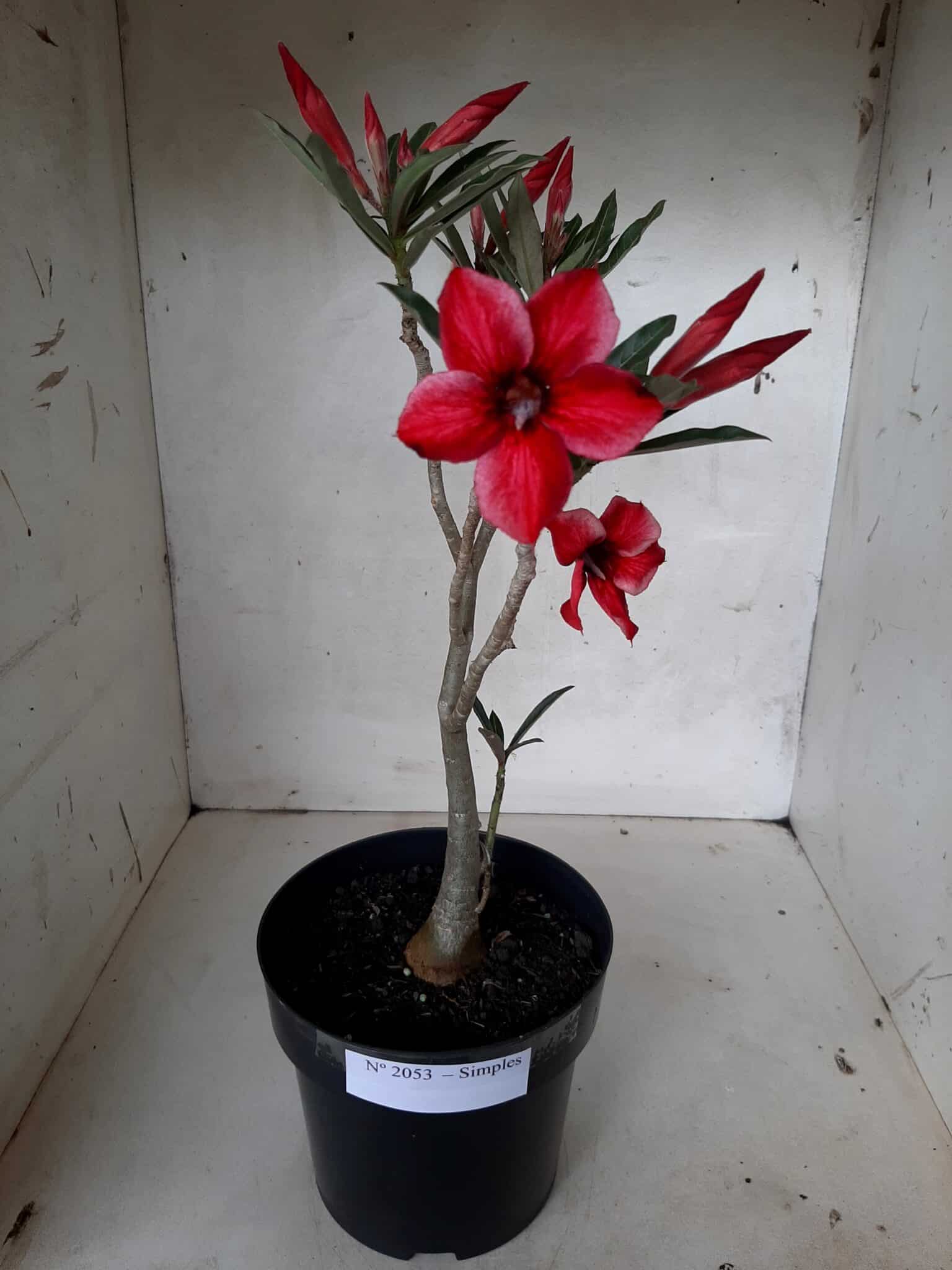 Planta Simples 2053 – 30cm – 02 anos