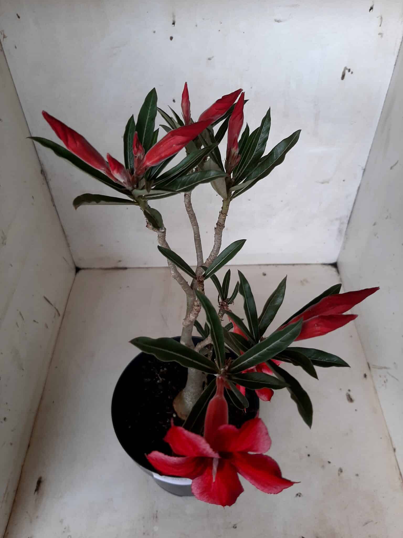 Planta Simples 2053 – 30cm – 02 anos