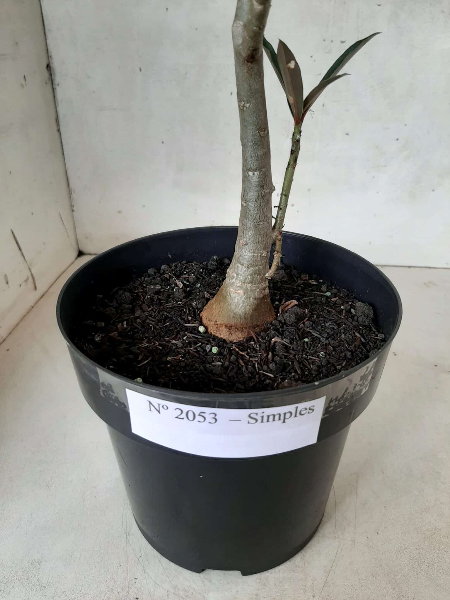 Planta Simples 2053 – 30cm – 02 anos