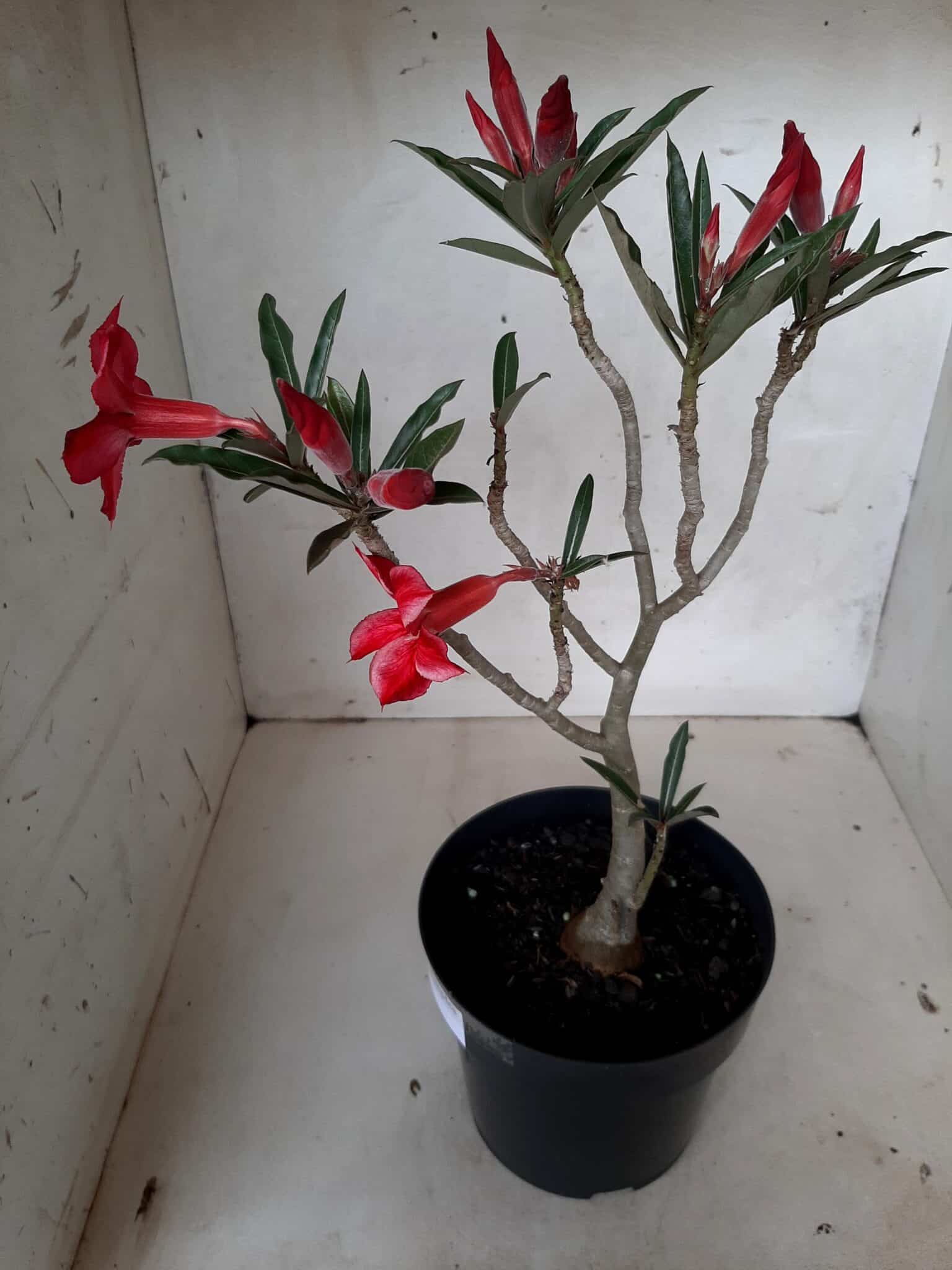 Planta Simples 2053 – 30cm – 02 anos