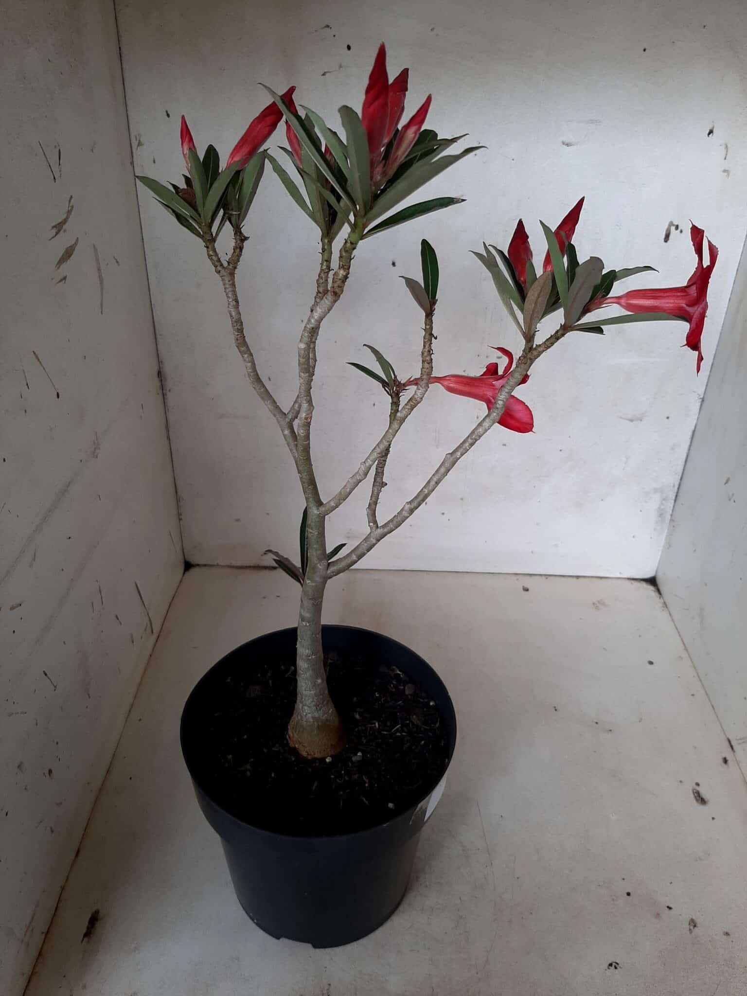 Planta Simples 2053 – 30cm – 02 anos