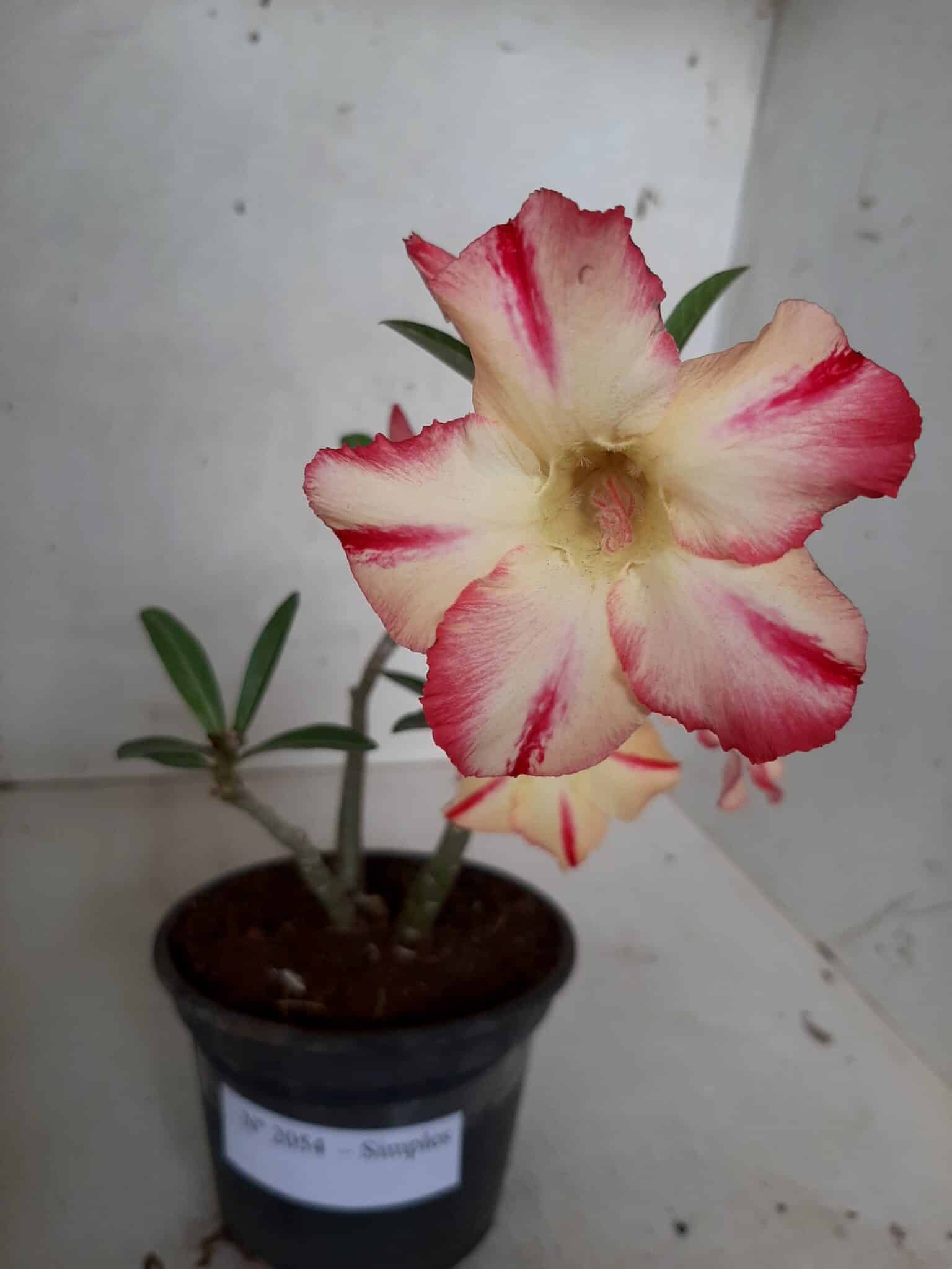 Planta Simples 2054 – 25cm – 01 ano