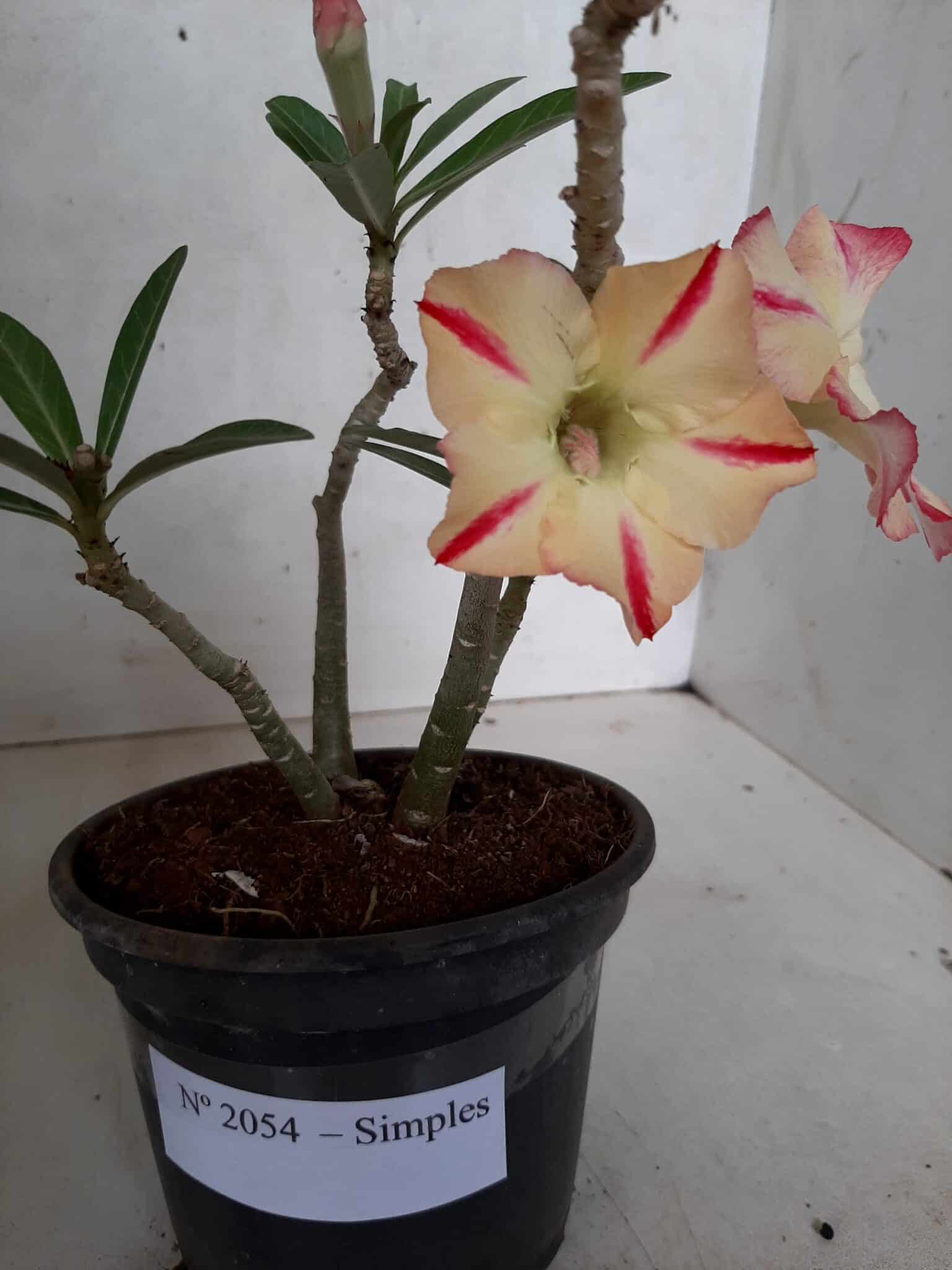 Planta Simples 2054 – 25cm – 01 ano