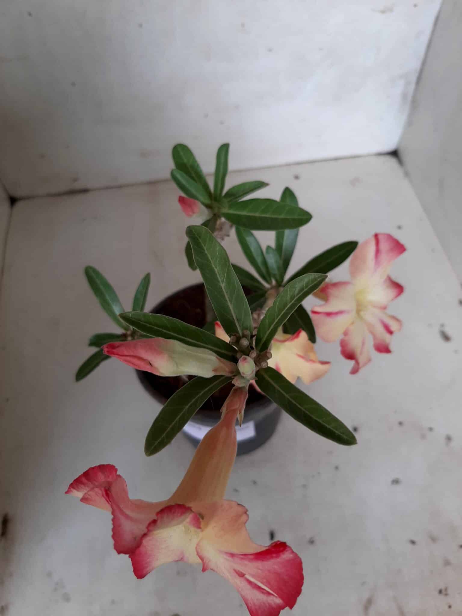 Planta Simples 2054 – 25cm – 01 ano