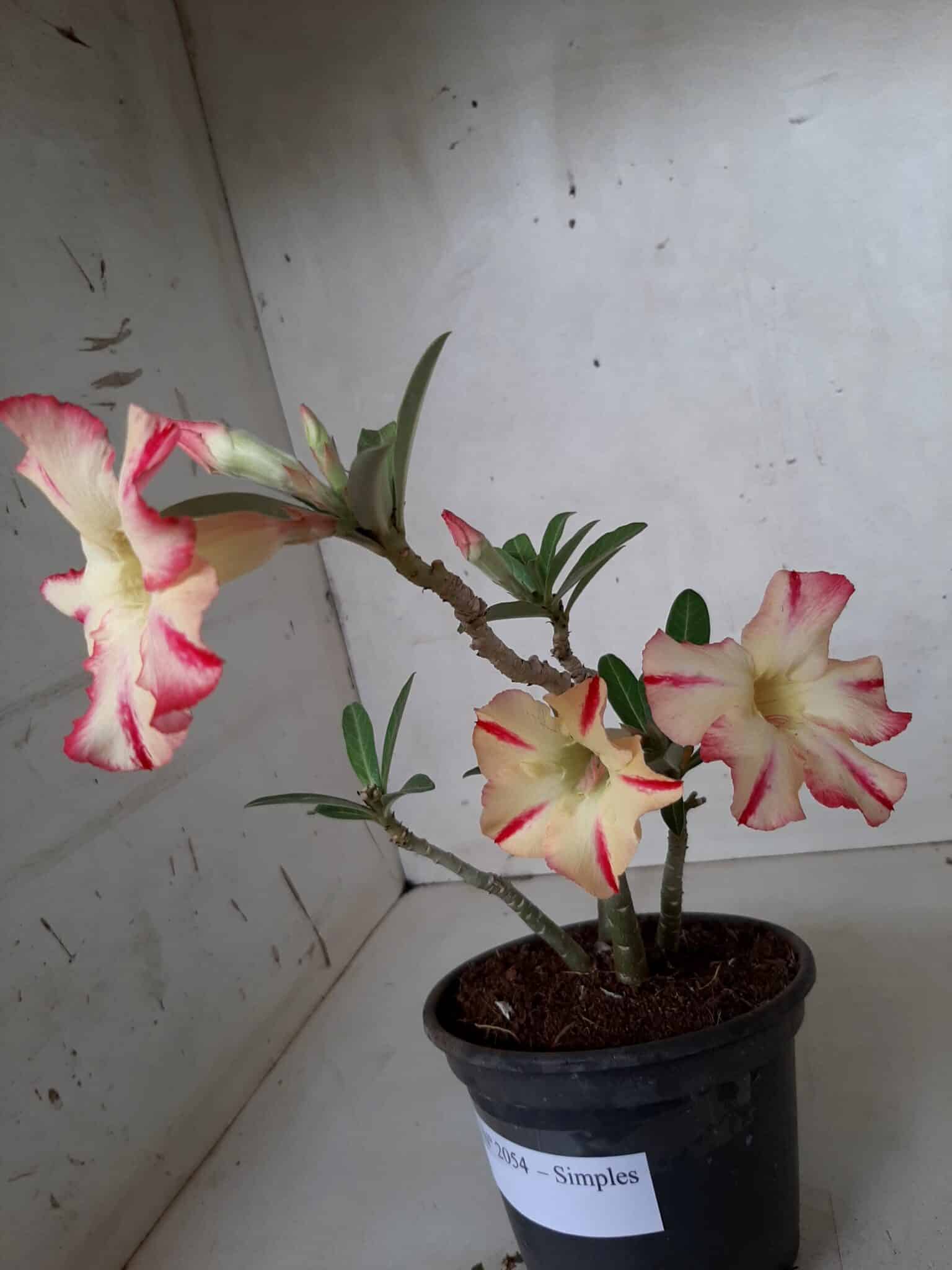 Planta Simples 2054 – 25cm – 01 ano