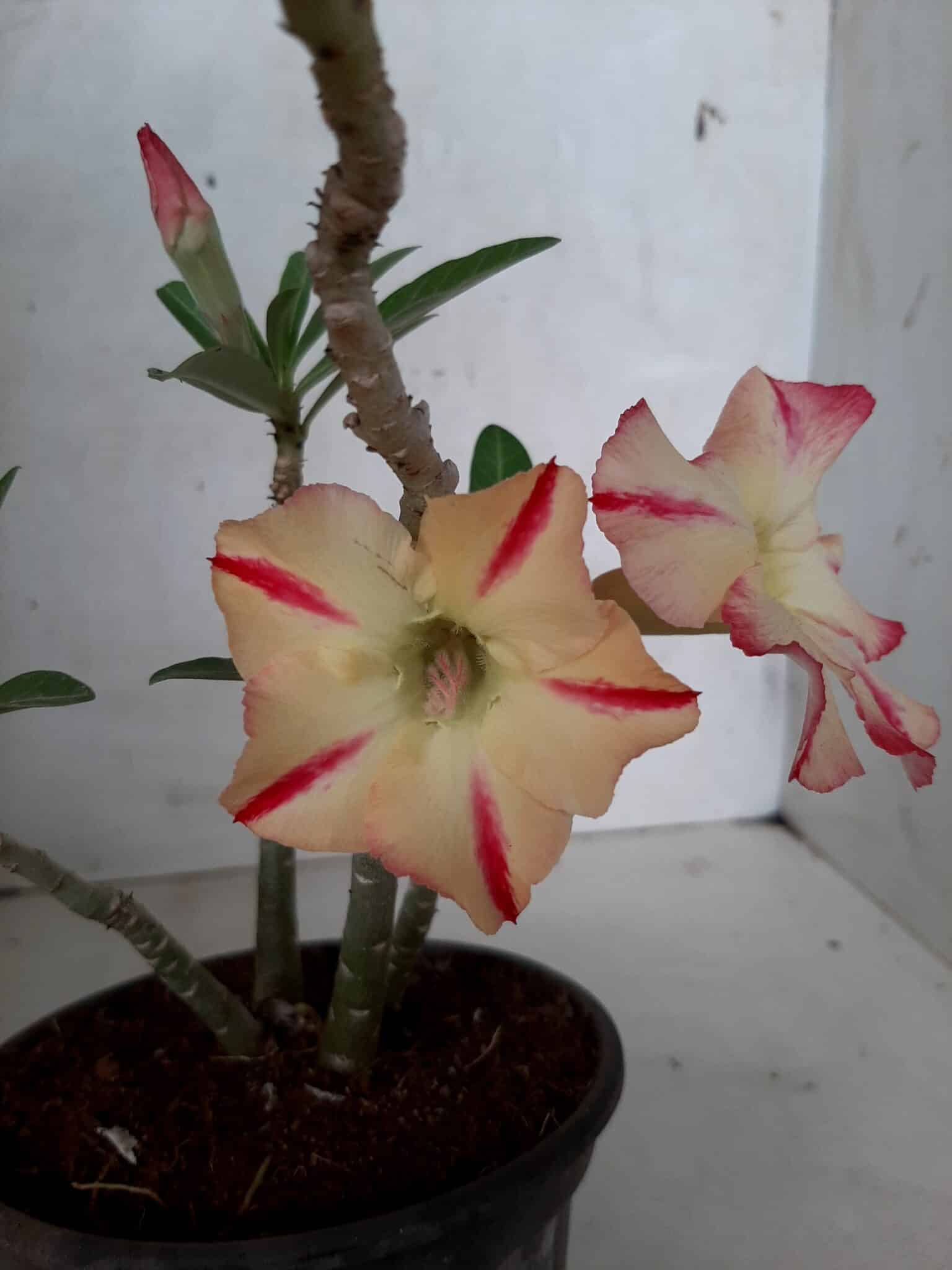 Planta Simples 2054 – 25cm – 01 ano