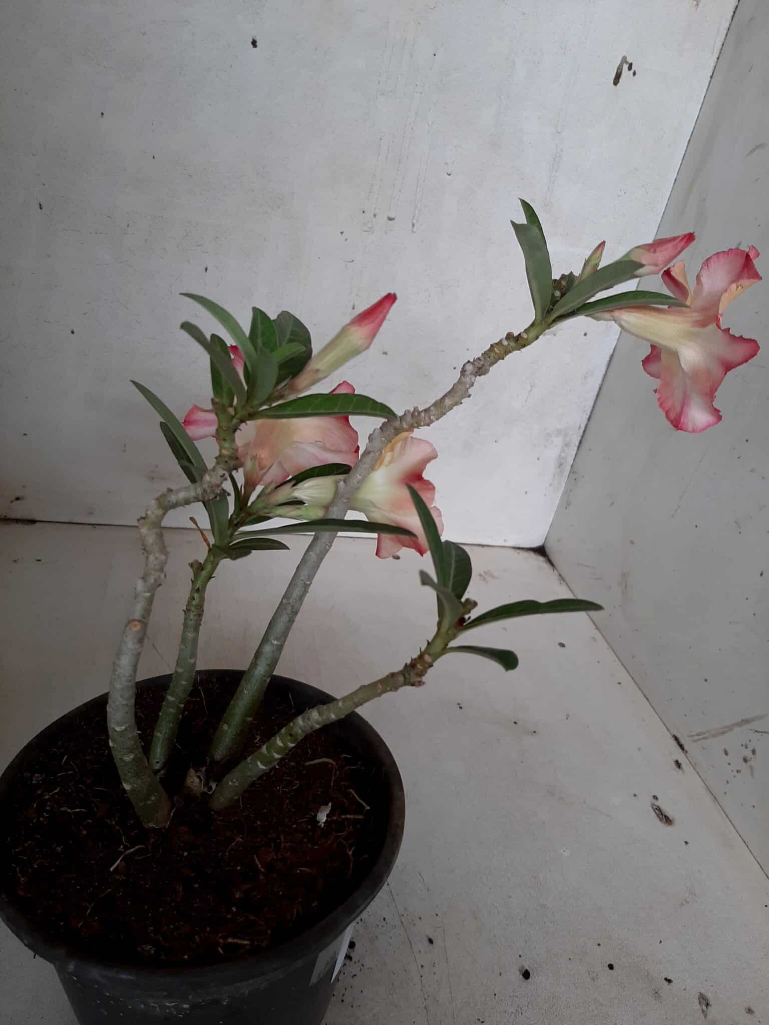 Planta Simples 2054 – 25cm – 01 ano