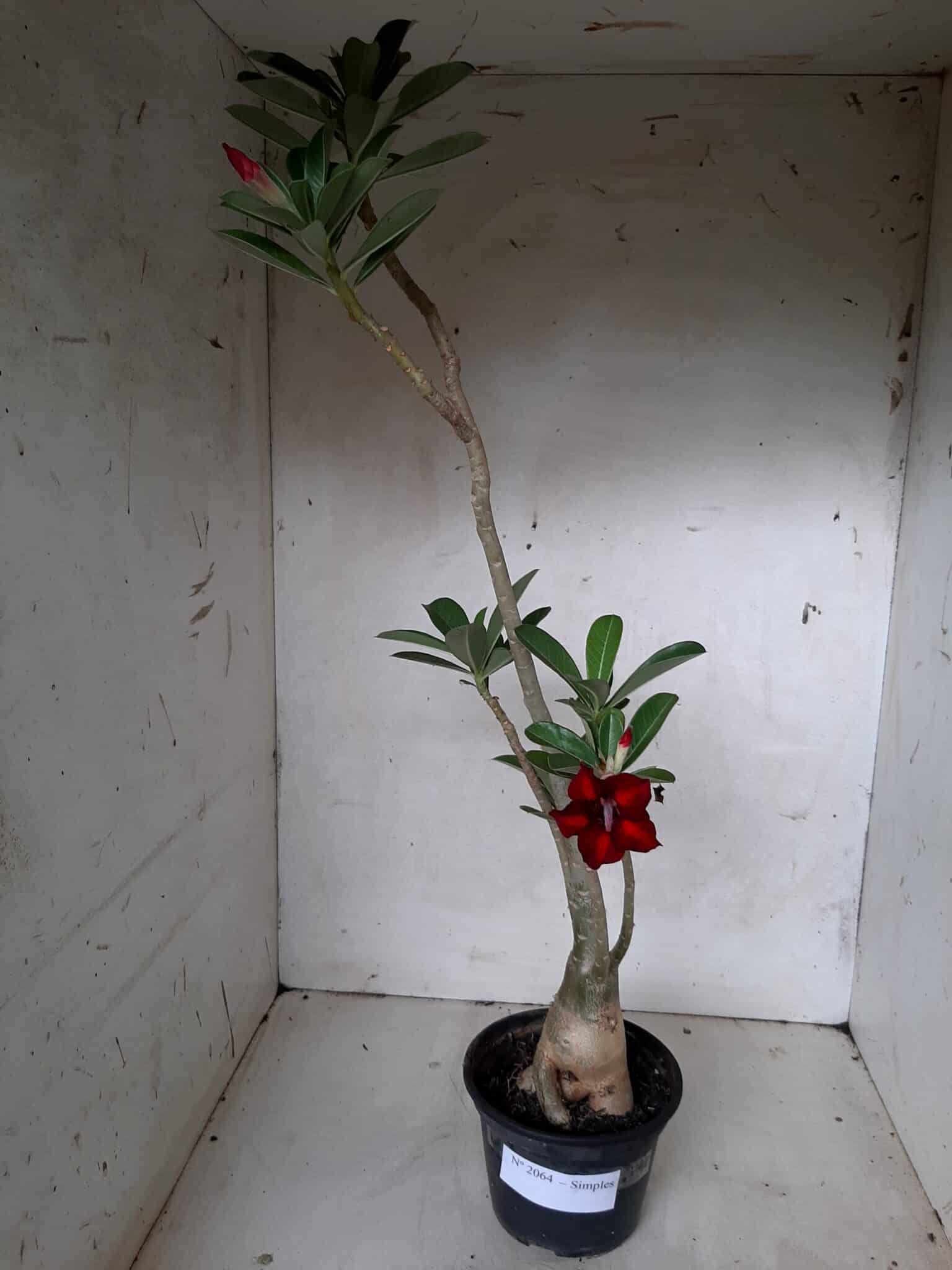Planta Simples 2064 – 30cm – 02 anos
