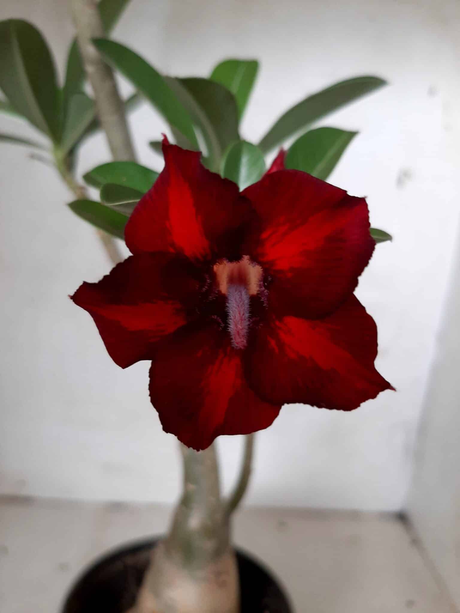 Planta Simples 2064 – 30cm – 02 anos