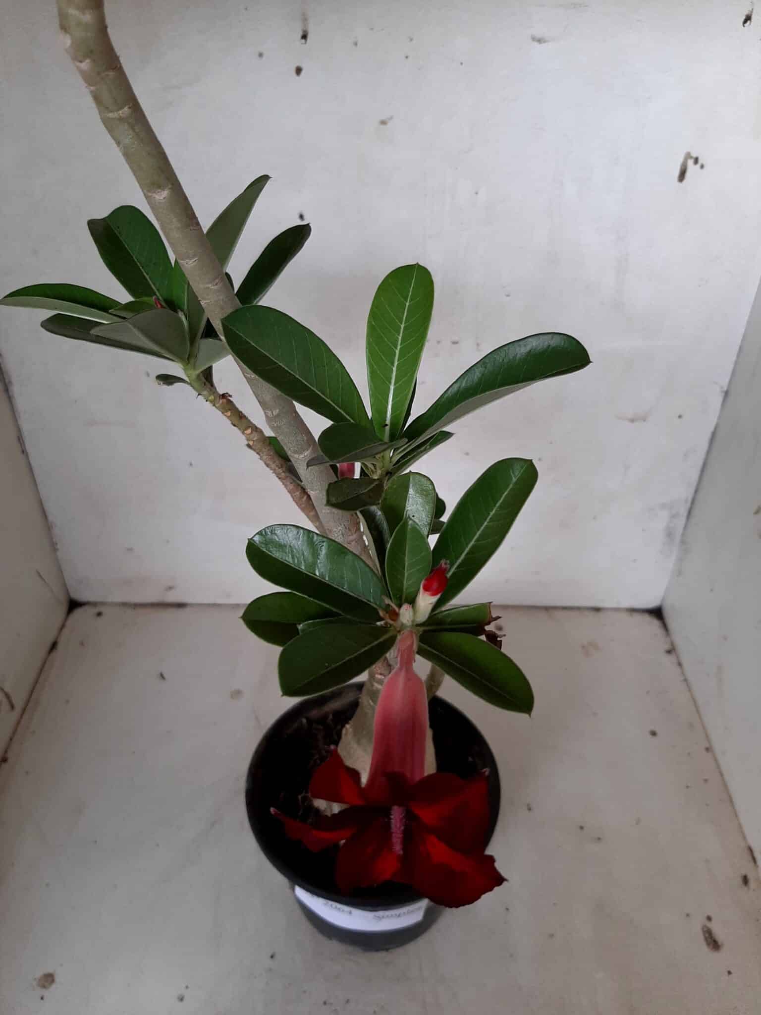 Planta Simples 2064 – 30cm – 02 anos