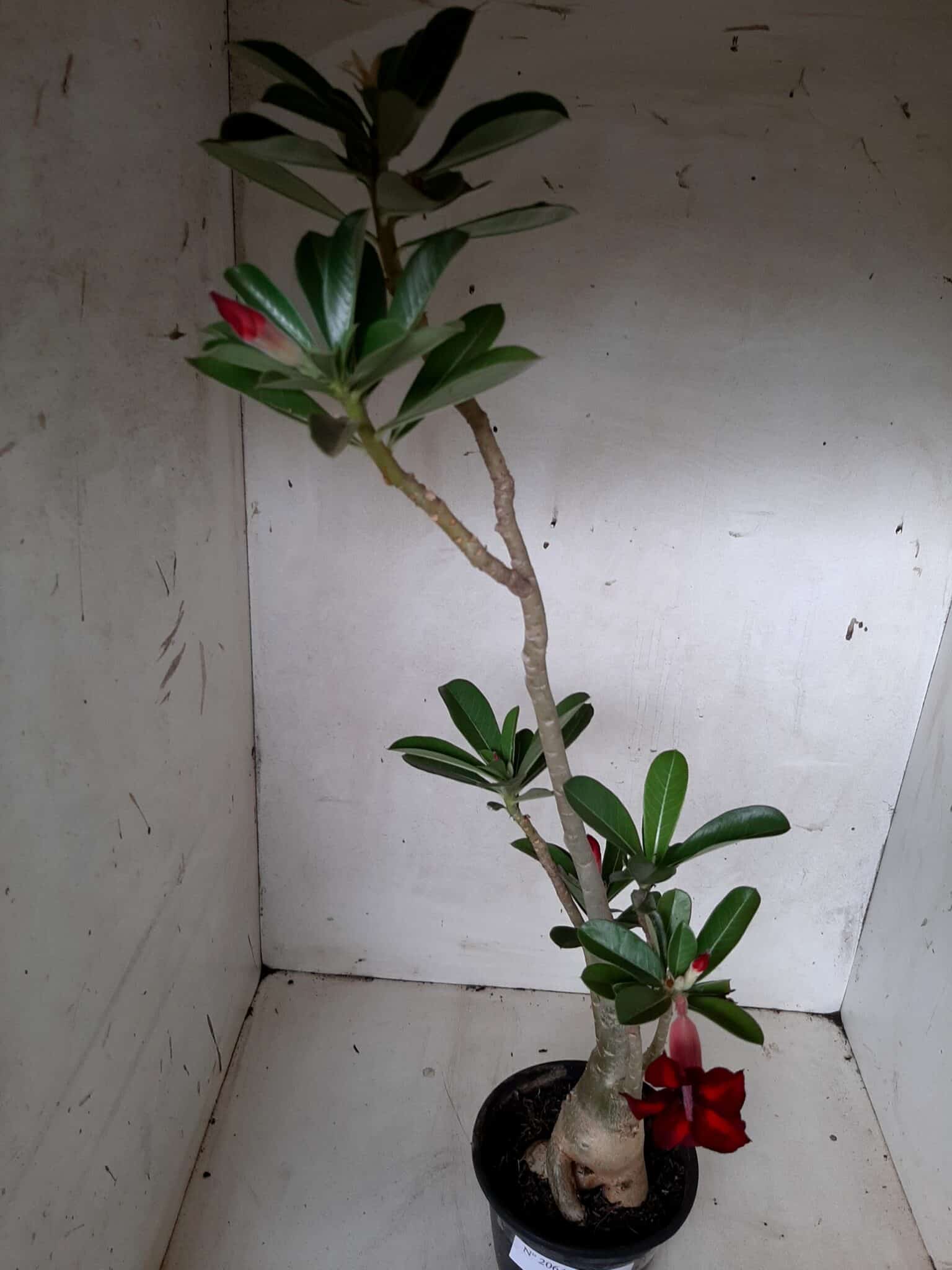 Planta Simples 2064 – 30cm – 02 anos