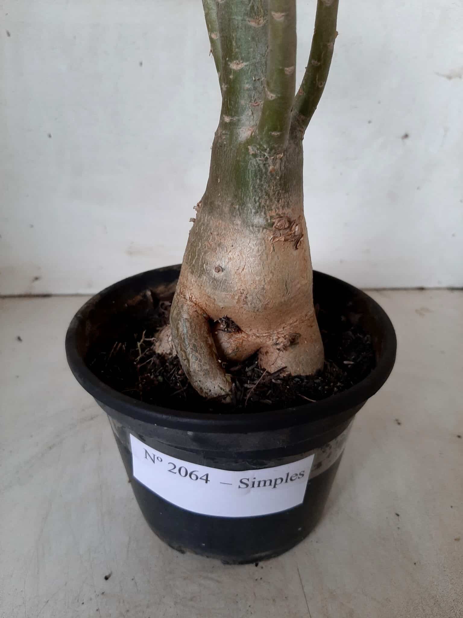 Planta Simples 2064 – 30cm – 02 anos