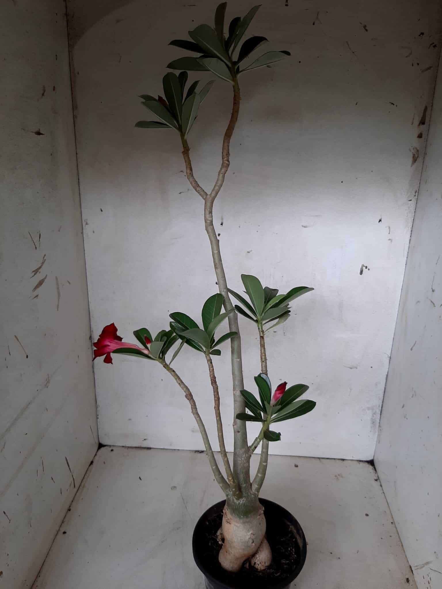 Planta Simples 2064 – 30cm – 02 anos